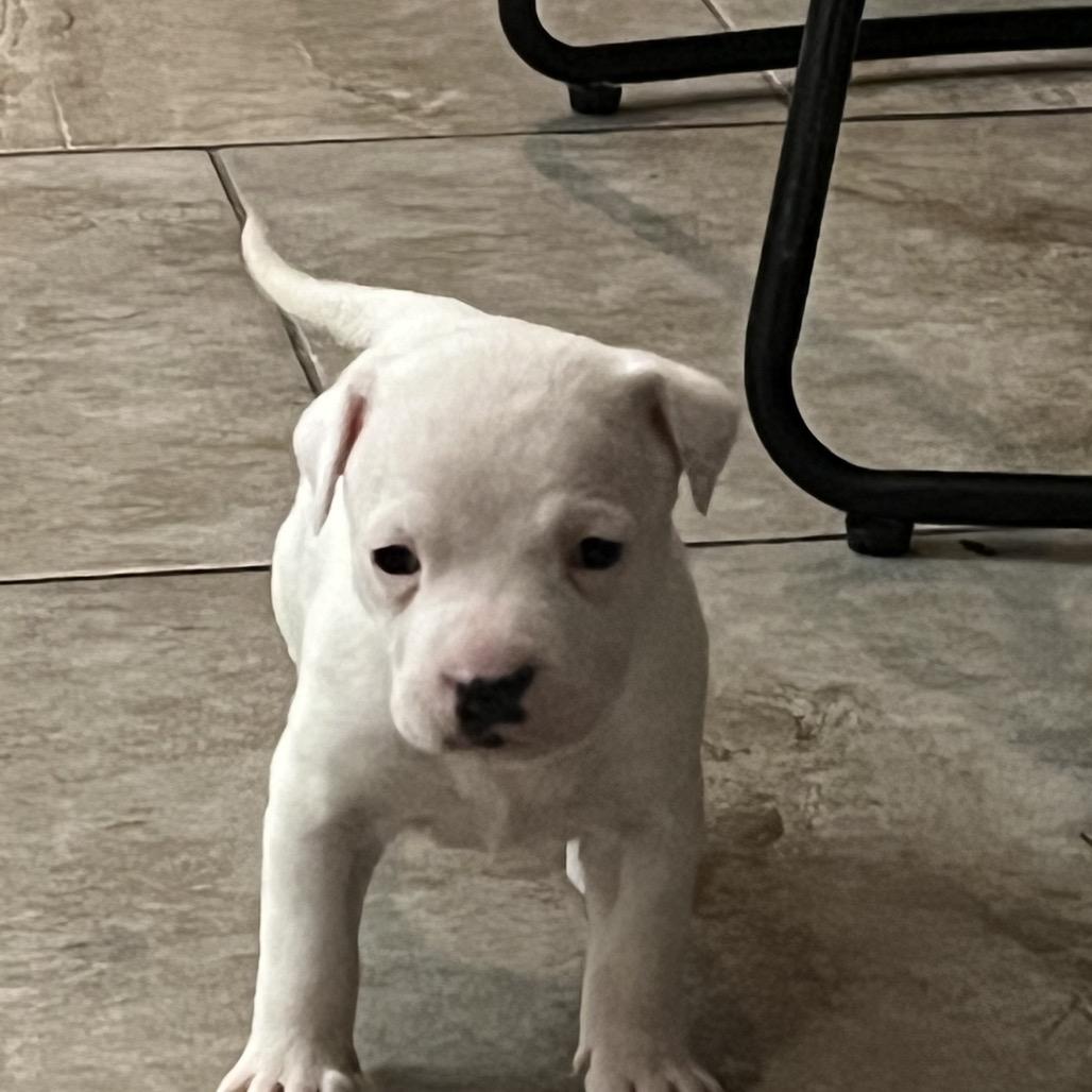 Enlarge TikTok, a Adoptable Mixed Breed in Huntsville, AL image 2/6