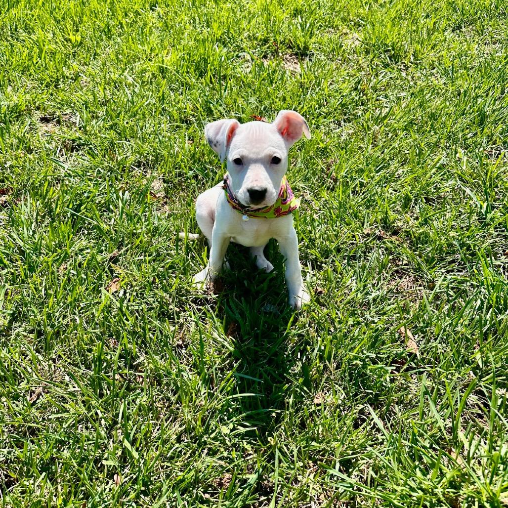 Enlarge TikTok, a Adoptable Mixed Breed in Huntsville, AL image 3/6