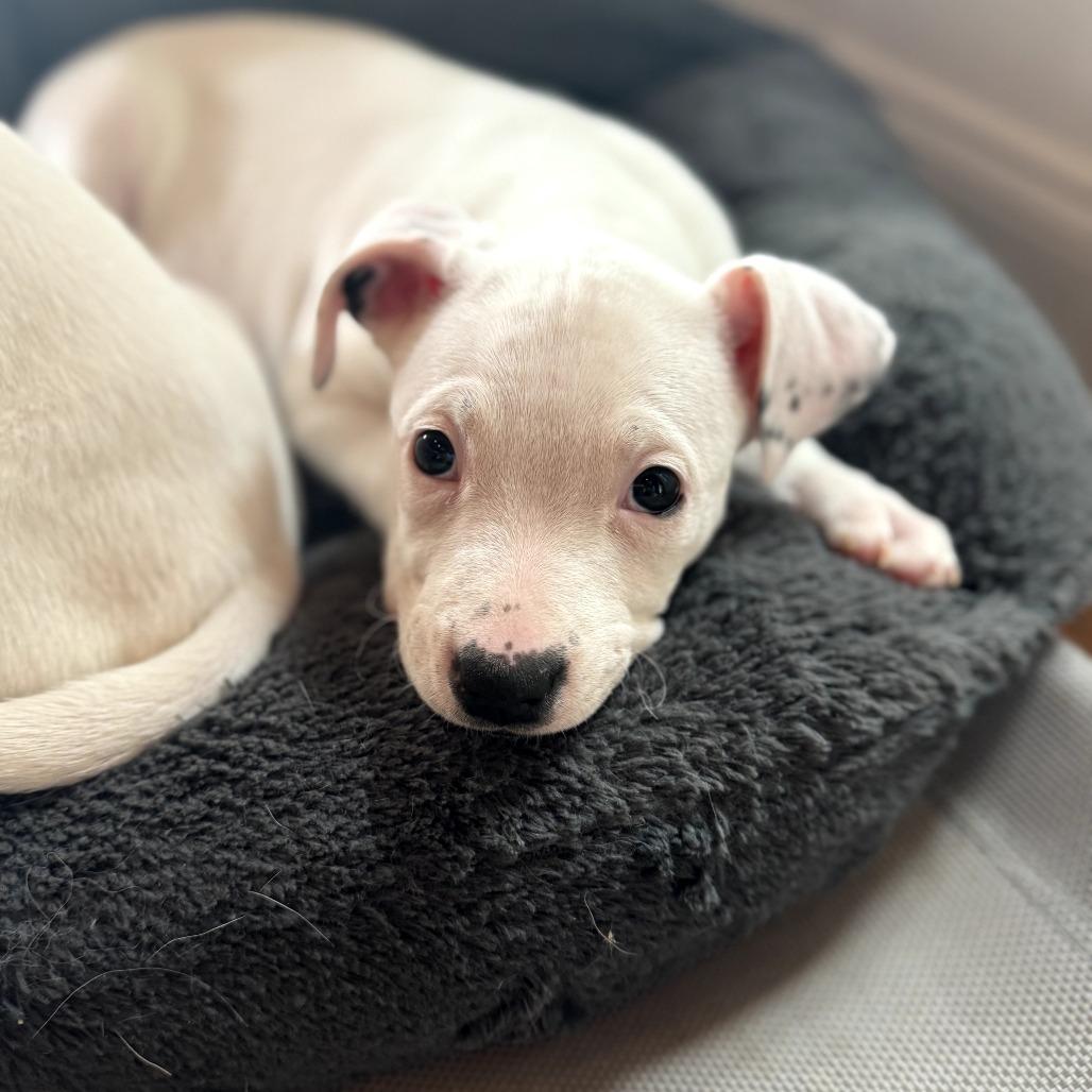 Enlarge TikTok, a Adoptable Mixed Breed in Huntsville, AL image 4/6