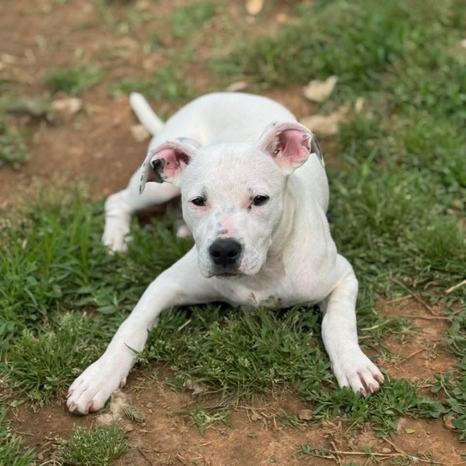 Enlarge TikTok, a Adoptable Mixed Breed in Huntsville, AL image 5/6