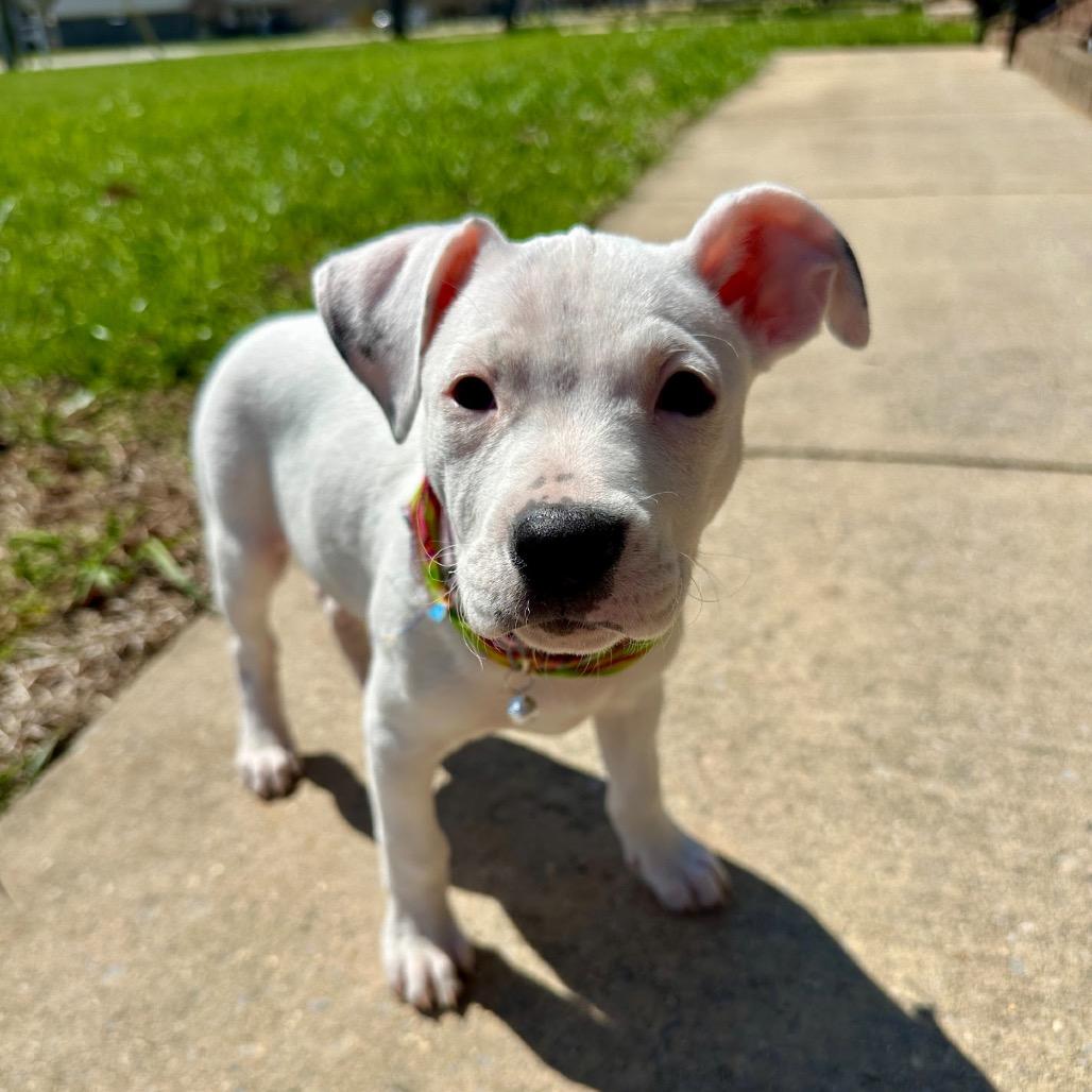 Enlarge TikTok, a Adoptable Mixed Breed in Huntsville, AL image 6/6