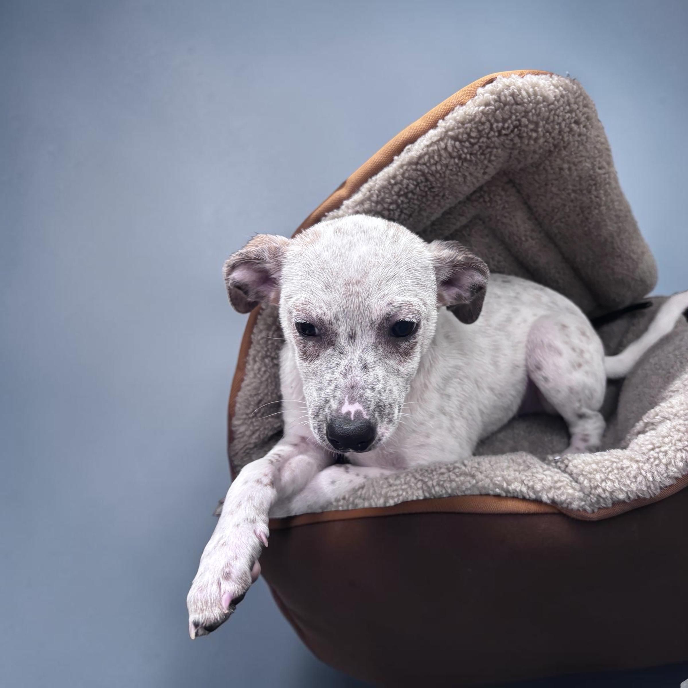 Enlarge Walker, a ADOPTABLE mixed breed in Homosassa Springs, FL image 4/4