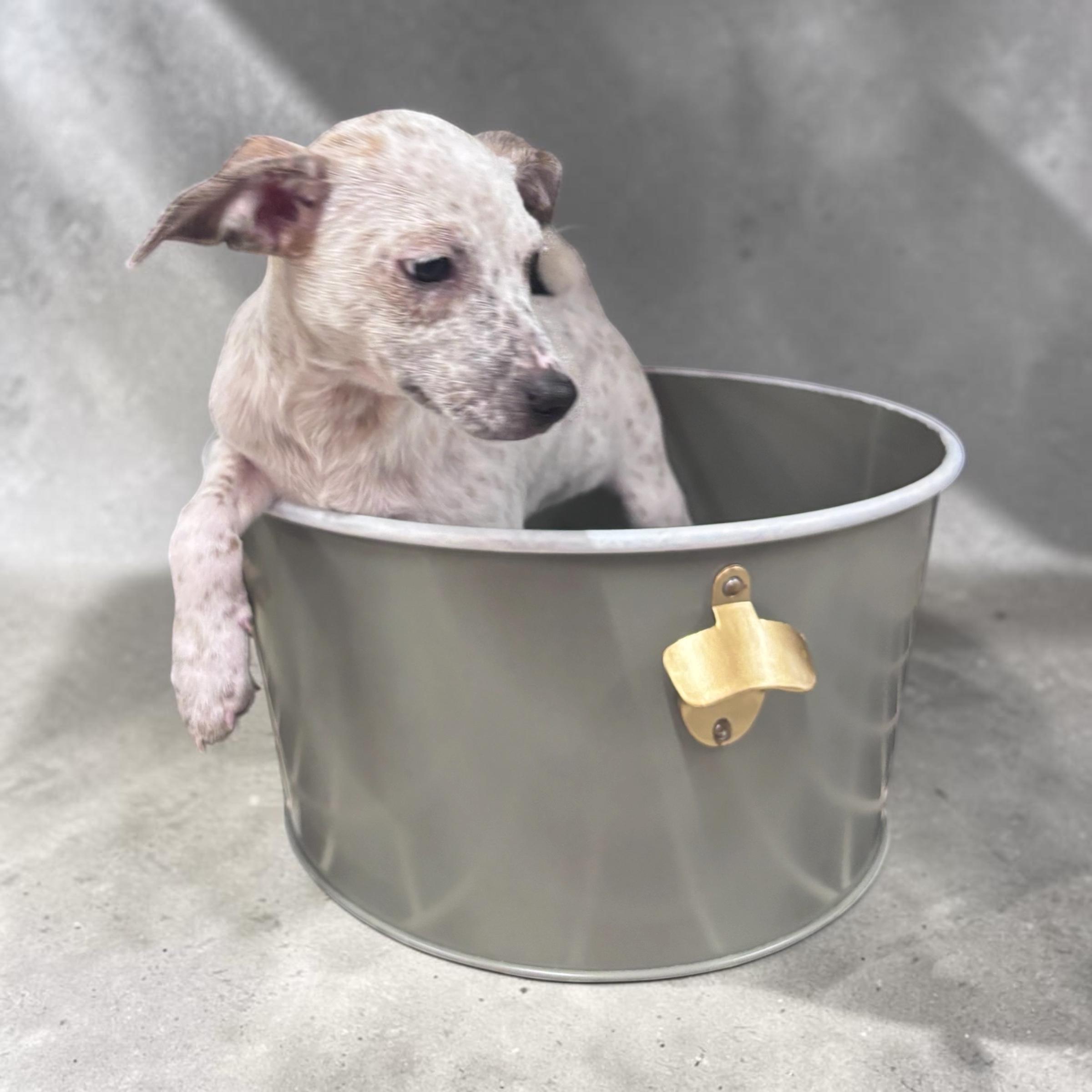 Enlarge Walker, a ADOPTABLE mixed breed in Homosassa Springs, FL image 1/4