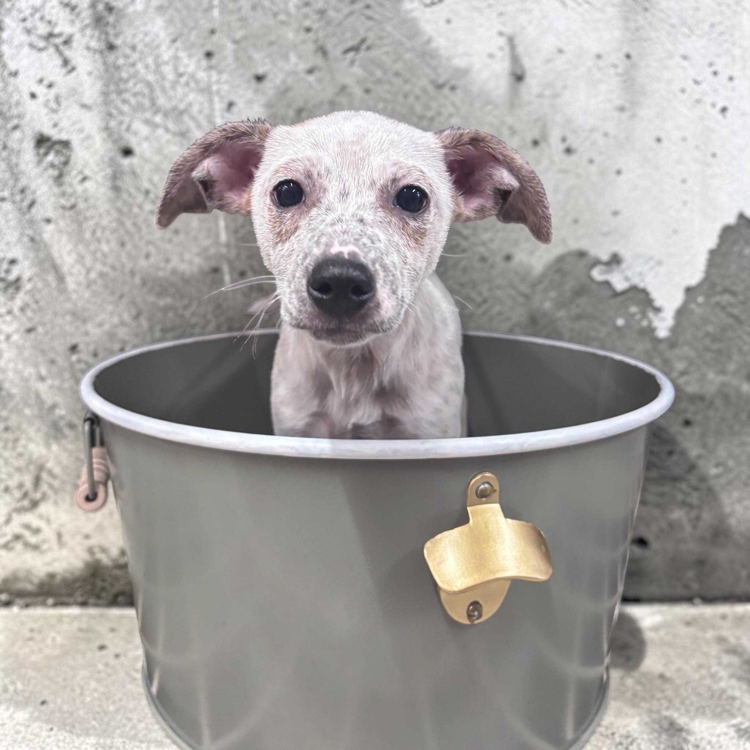 Enlarge Walker, a ADOPTABLE mixed breed in Homosassa Springs, FL image 3/4