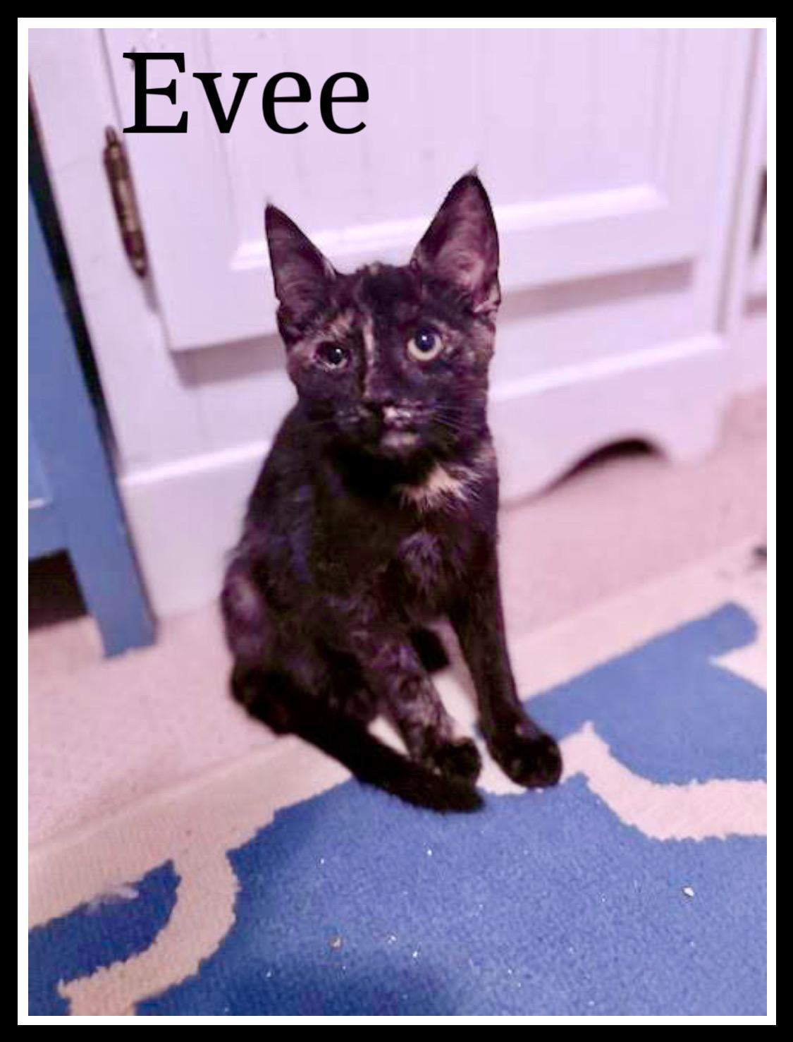 Evee, Willow Grove Area, (FCID 11/11/2025-149)