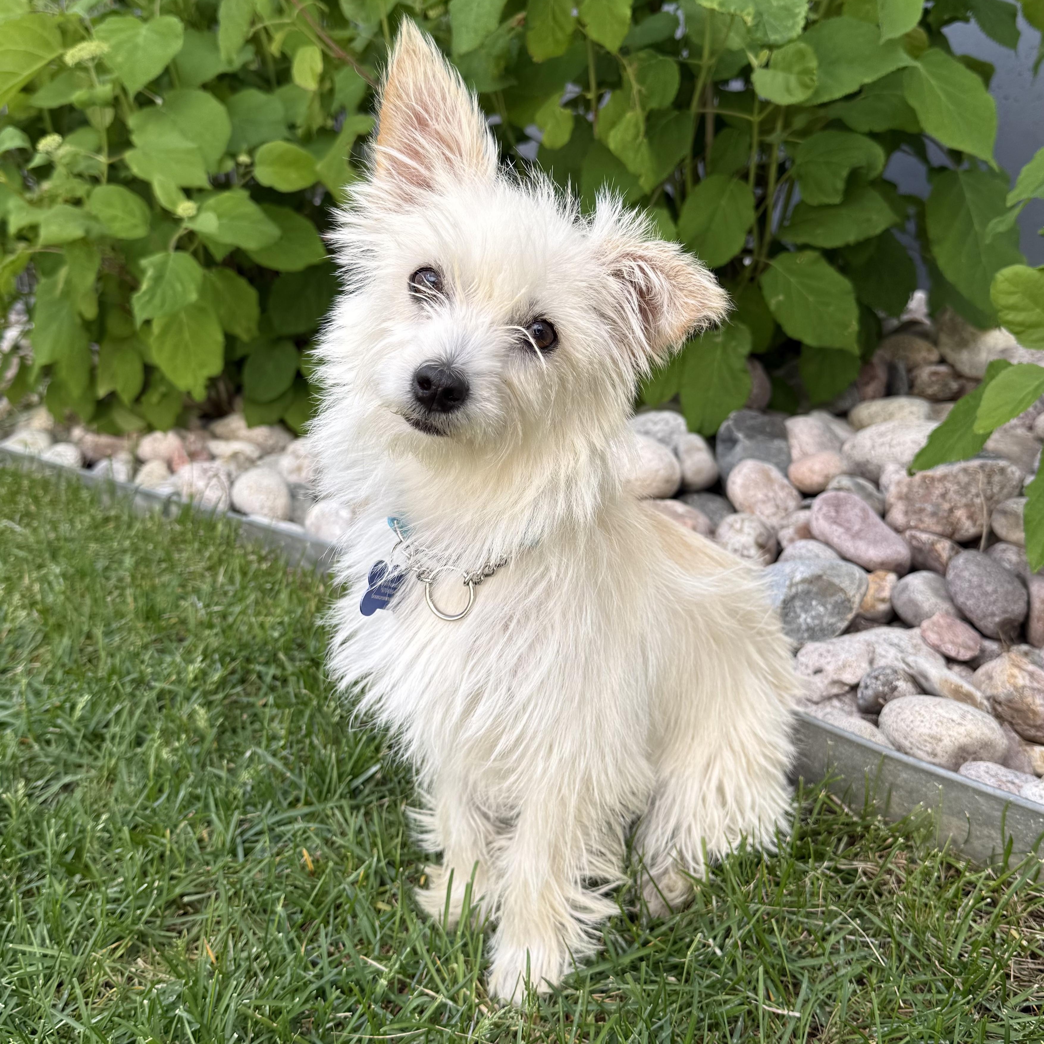 Enlarge Fiona, a ADOPTABLE mixed breed in Fort Collins, CO image 1/6