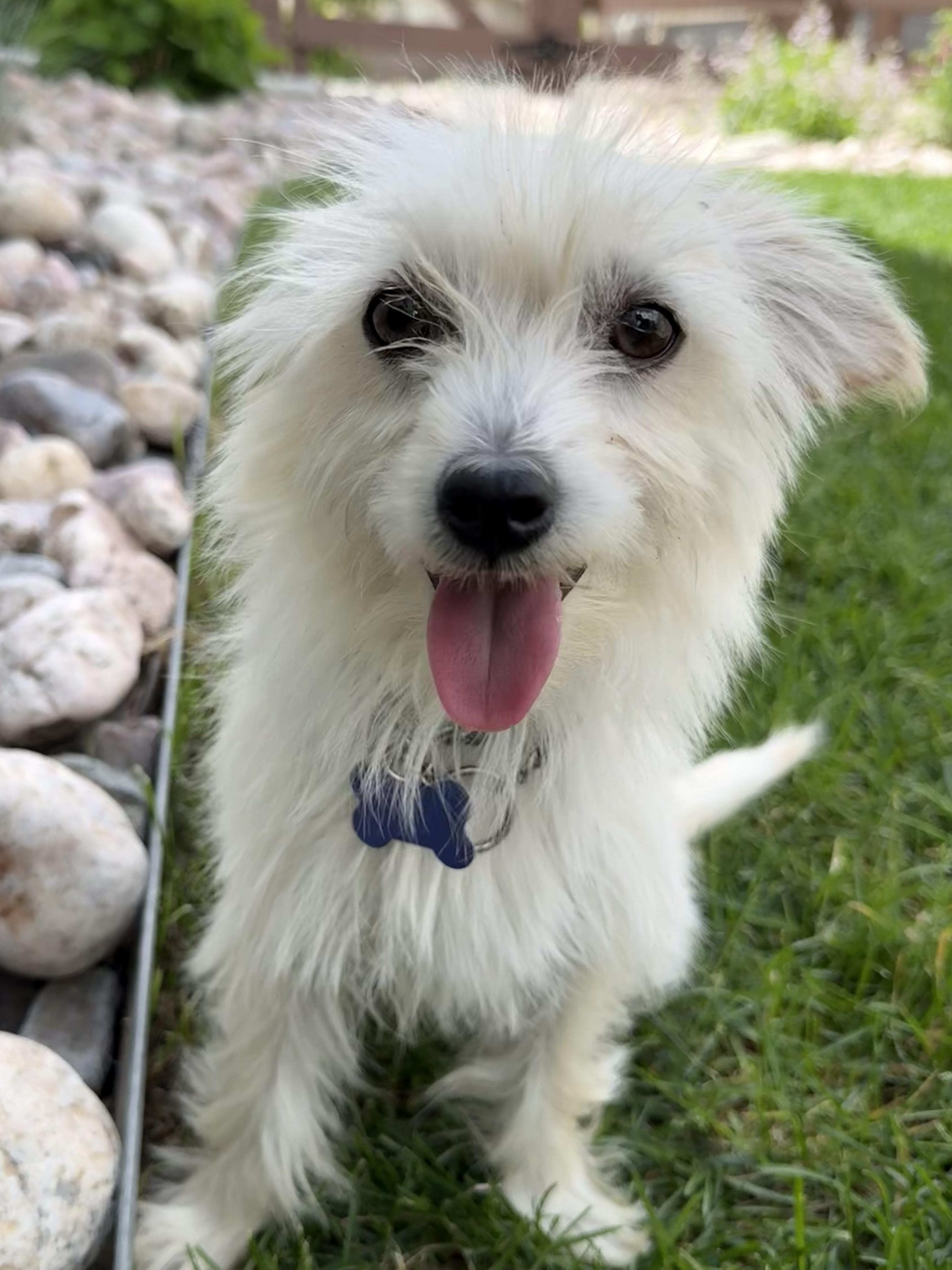 Enlarge Fiona, a ADOPTABLE mixed breed in Fort Collins, CO image 4/6