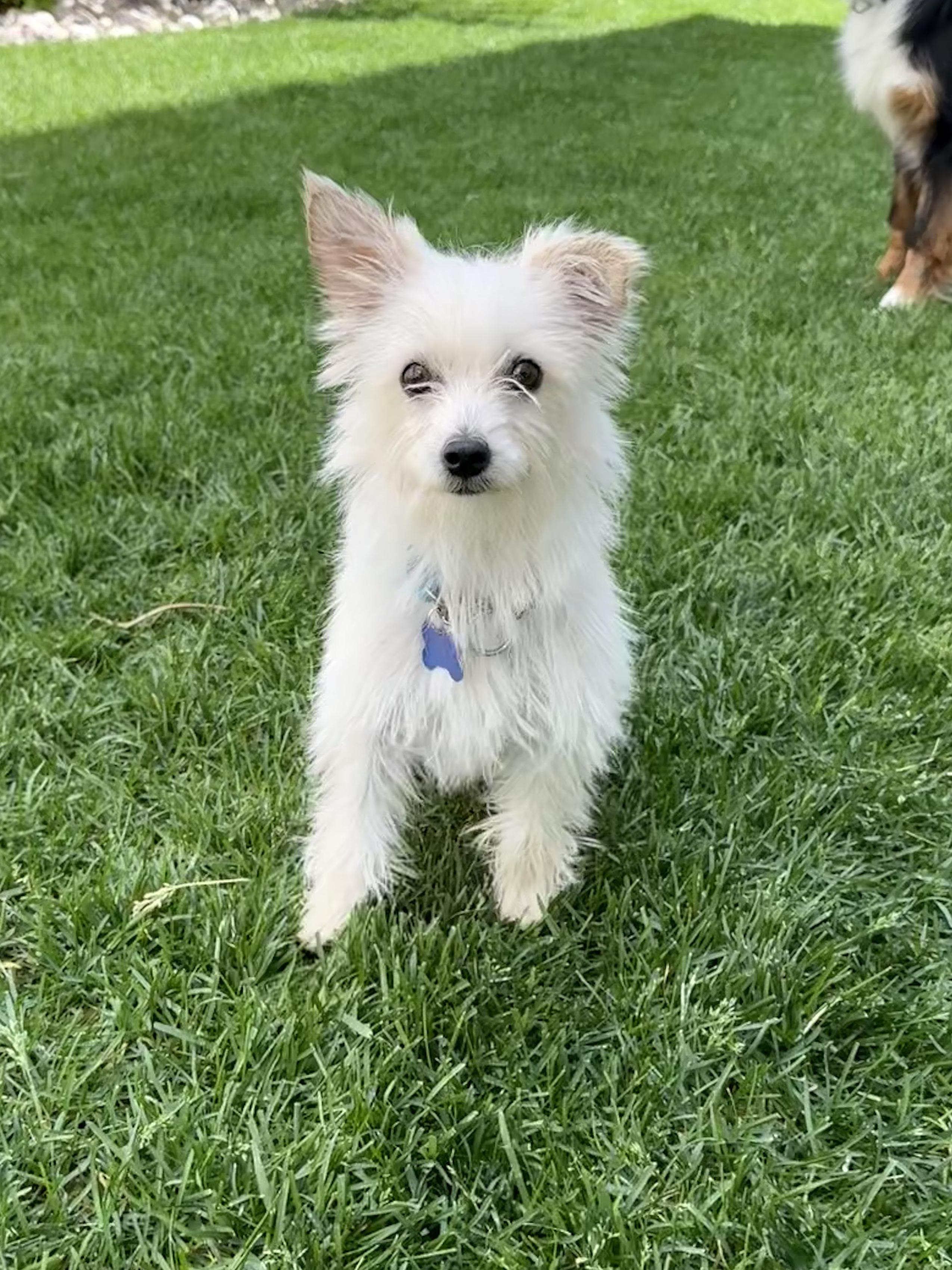 Enlarge Fiona, a ADOPTABLE mixed breed in Fort Collins, CO image 2/6