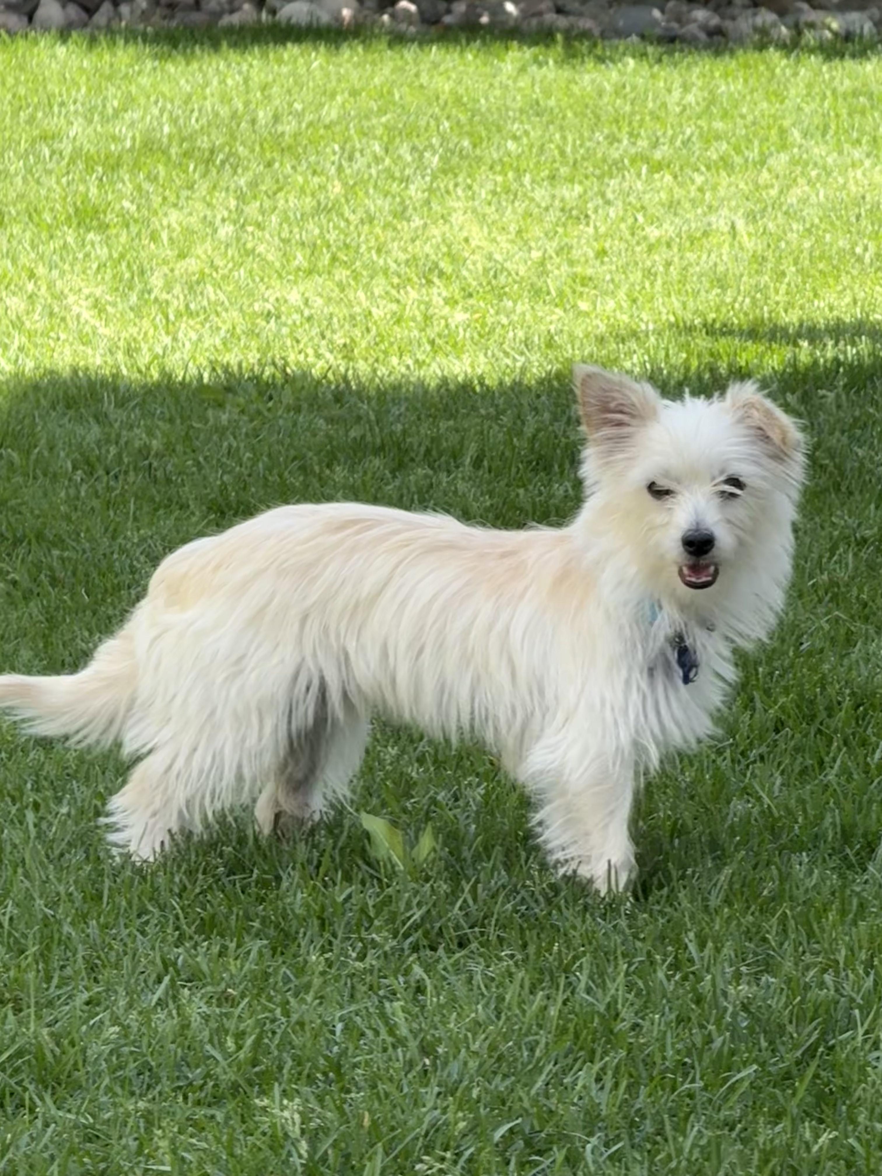 Enlarge Fiona, a ADOPTABLE mixed breed in Fort Collins, CO image 3/6