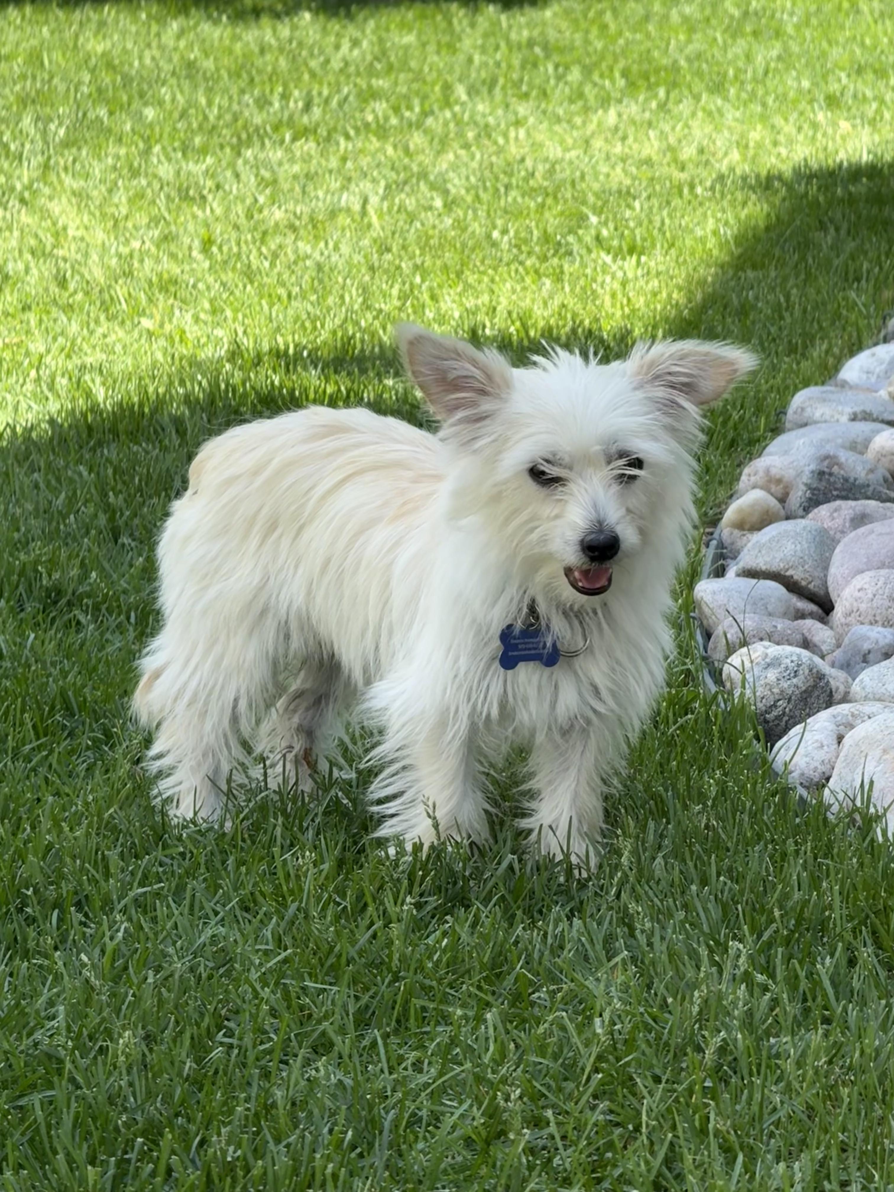 Enlarge Fiona, a ADOPTABLE mixed breed in Fort Collins, CO image 5/6