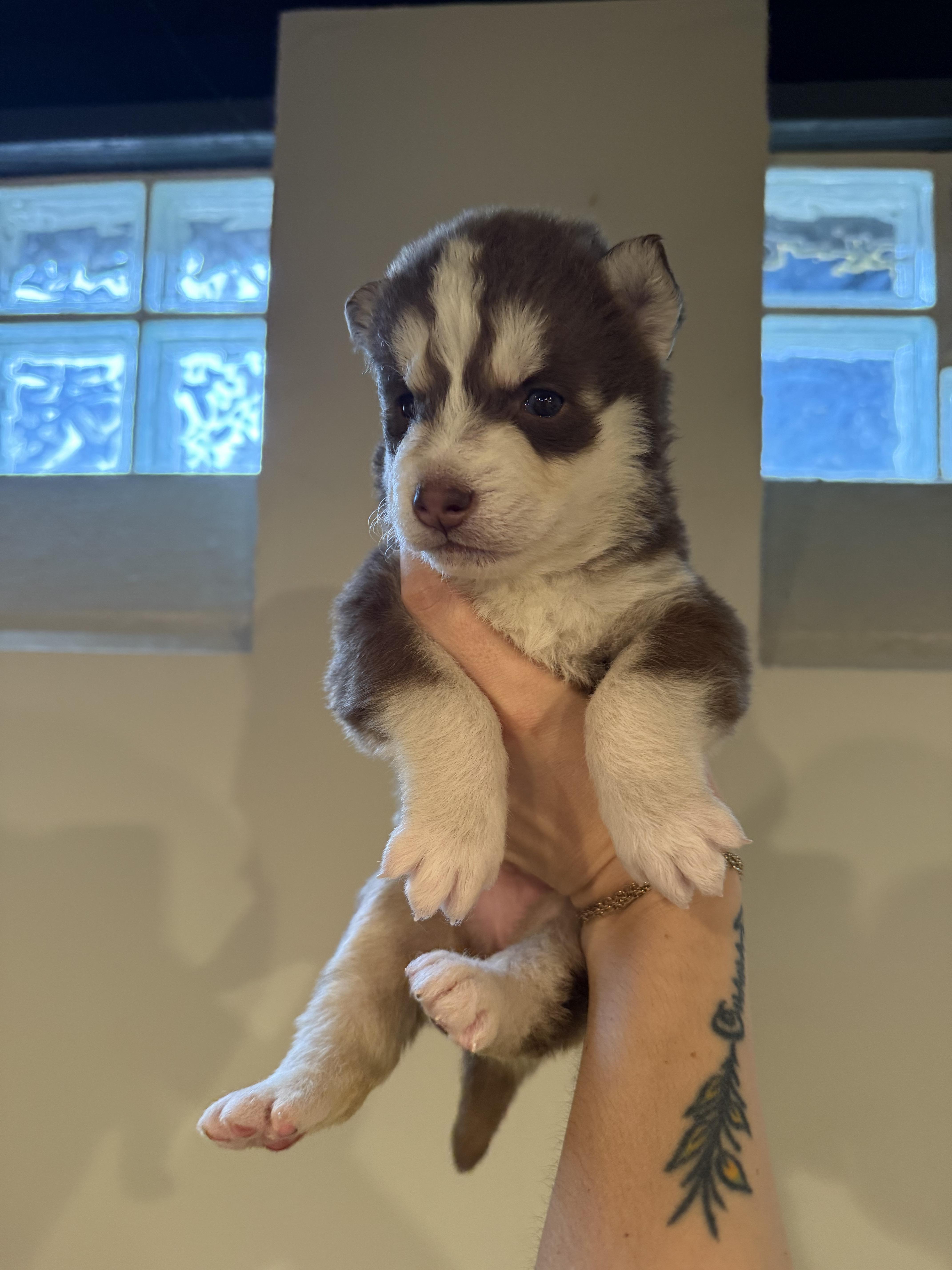 Latte, Adoptable, Puppy Female Husky & German Shepherd Dog.