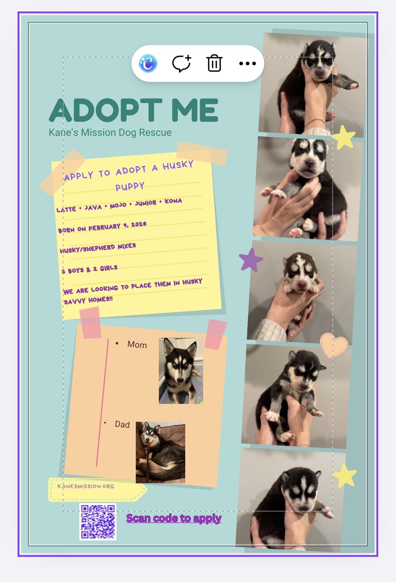Enlarge Latte, an adopted mixed breed in Lyndhurst, OH image 3/6