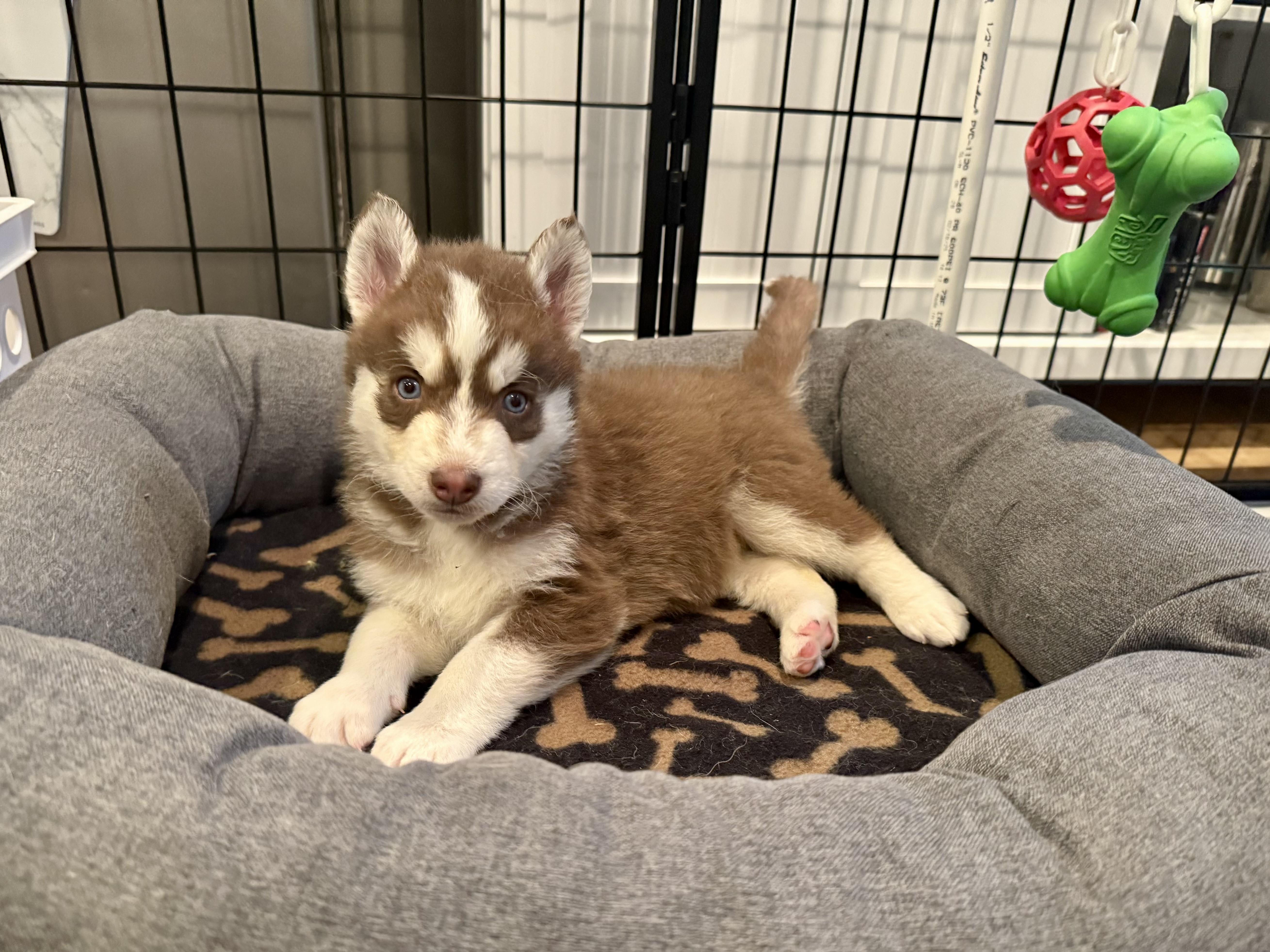 Enlarge Latte, an adopted mixed breed in Lyndhurst, OH image 5/6