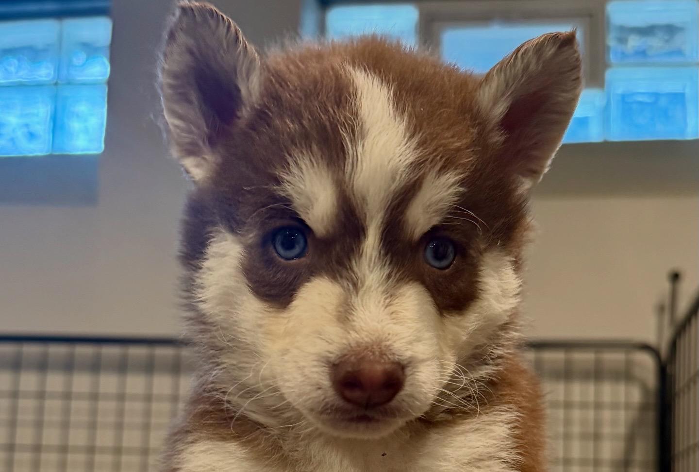 Enlarge Latte, an adopted mixed breed in Lyndhurst, OH image 6/6