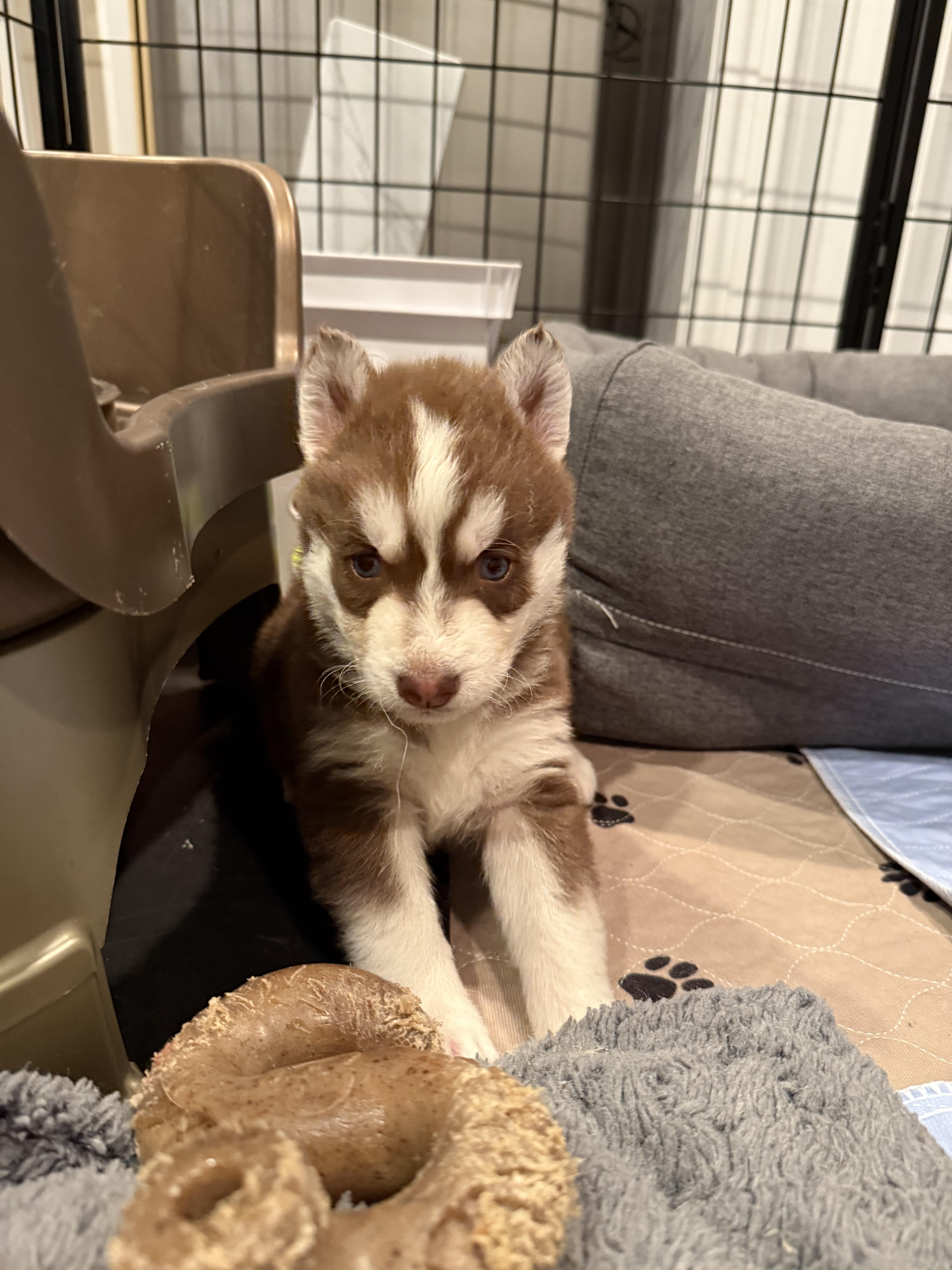 Enlarge Latte, an adopted mixed breed in Lyndhurst, OH image 1/6