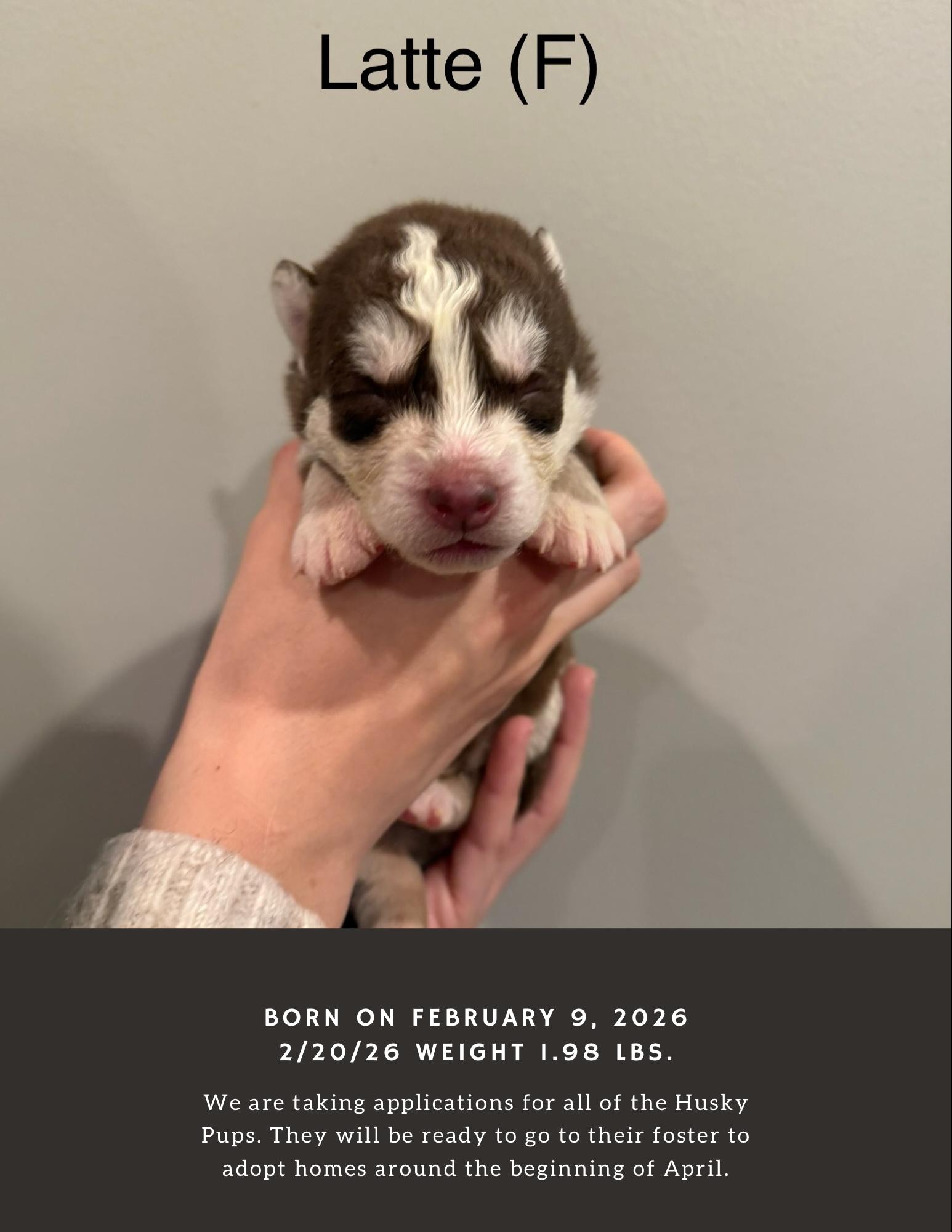 Latte — thumbnail 3