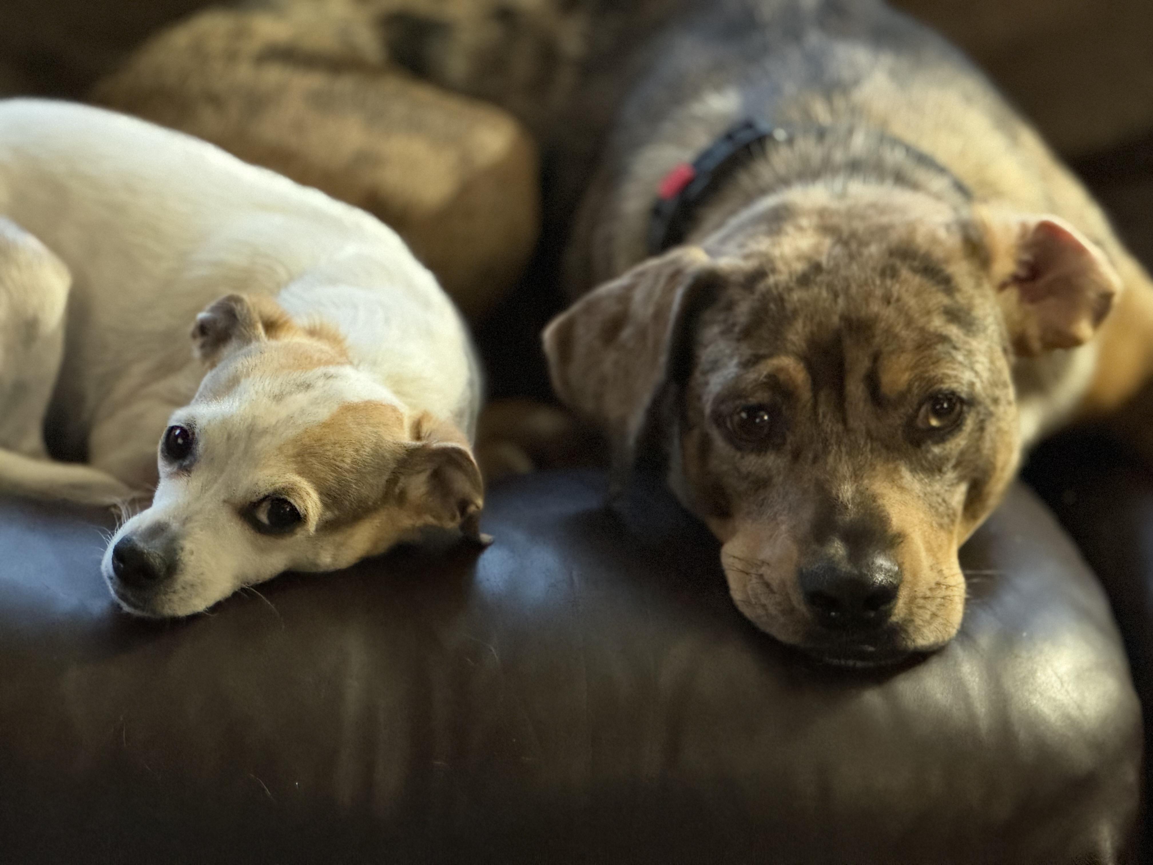 Enlarge Lottie, a ADOPTABLE mixed breed in Collingswood, NJ image 6/6