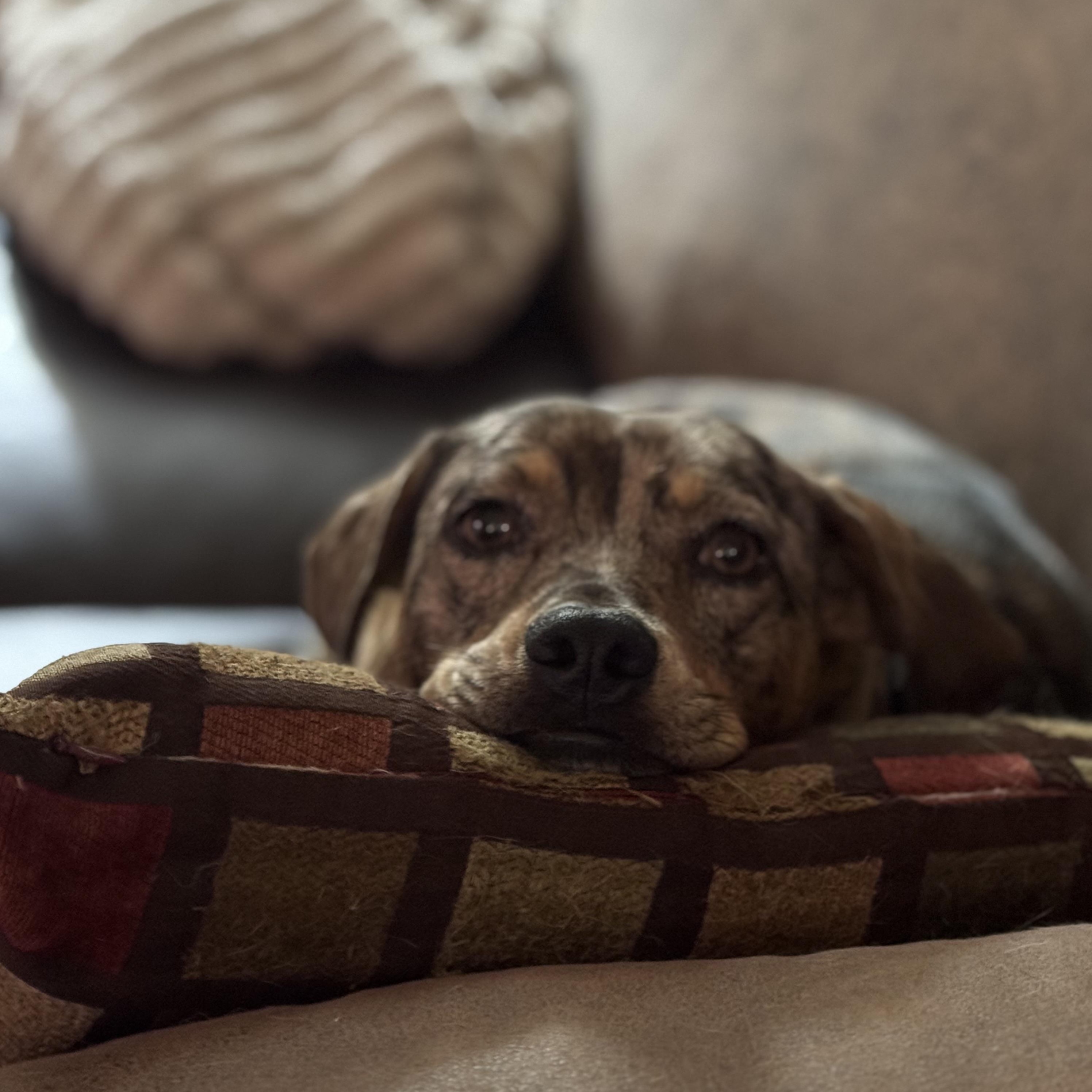 Enlarge Lottie, a ADOPTABLE mixed breed in Collingswood, NJ image 4/6