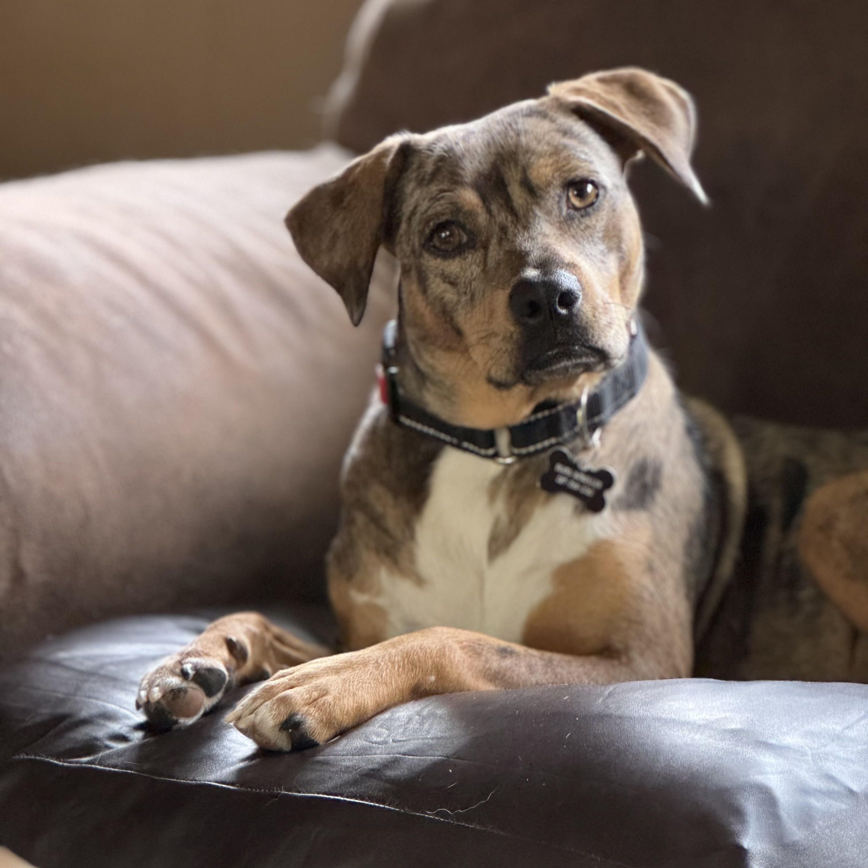 Enlarge Lottie, a ADOPTABLE mixed breed in Collingswood, NJ image 3/6