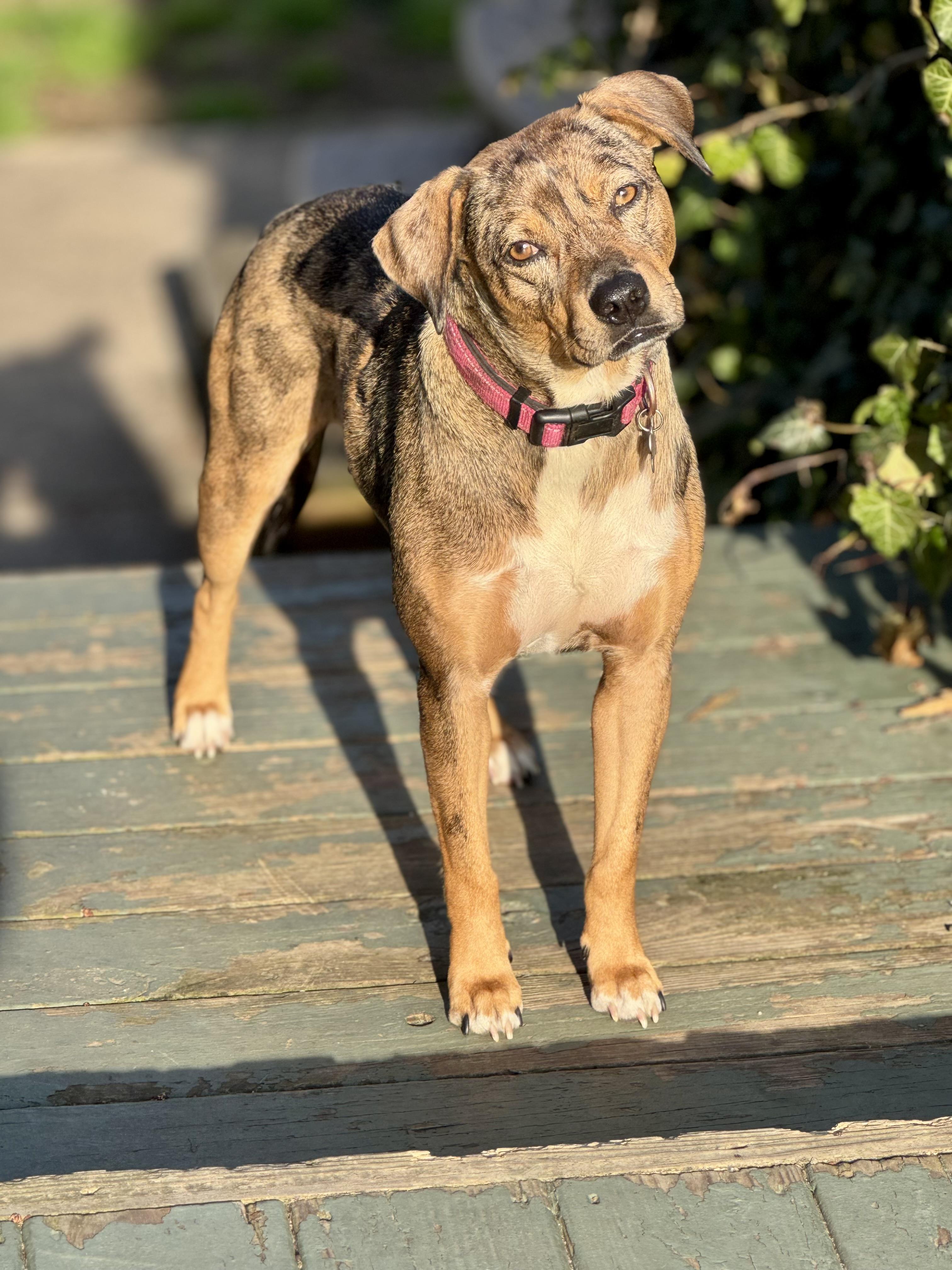 Enlarge Lottie, a ADOPTABLE mixed breed in Collingswood, NJ image 2/6