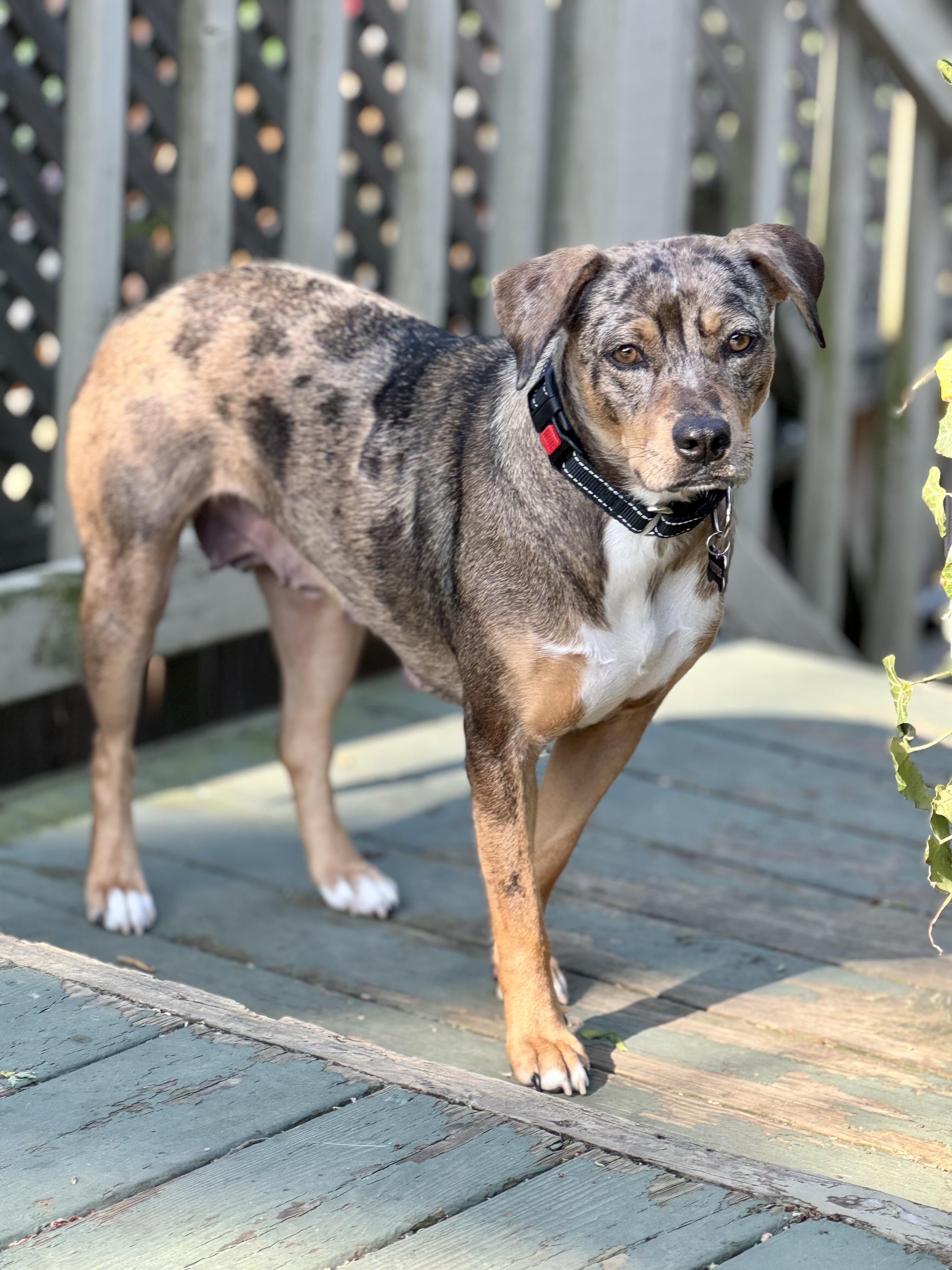 Enlarge Lottie, a ADOPTABLE mixed breed in Collingswood, NJ image 5/6