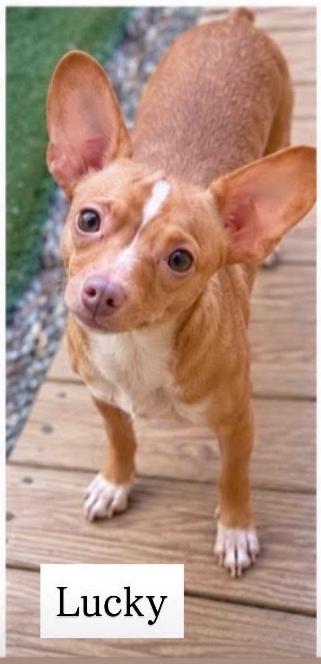 Lucky, Adoptable, Young Male Chihuahua.