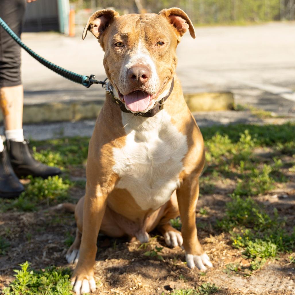 Enlarge Wiggles, a Adoptable Mixed Breed in Gainesville, FL image 1/6