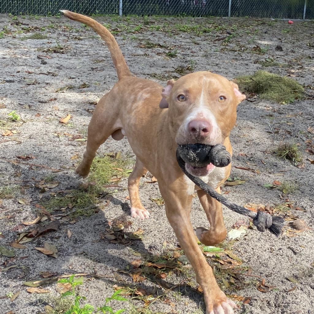 Enlarge Wiggles, a Adoptable Mixed Breed in Gainesville, FL image 1/6
