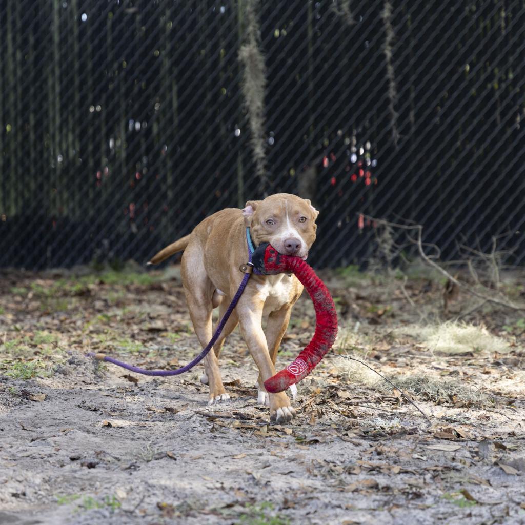 Enlarge Wiggles, a Adoptable Mixed Breed in Gainesville, FL image 2/6