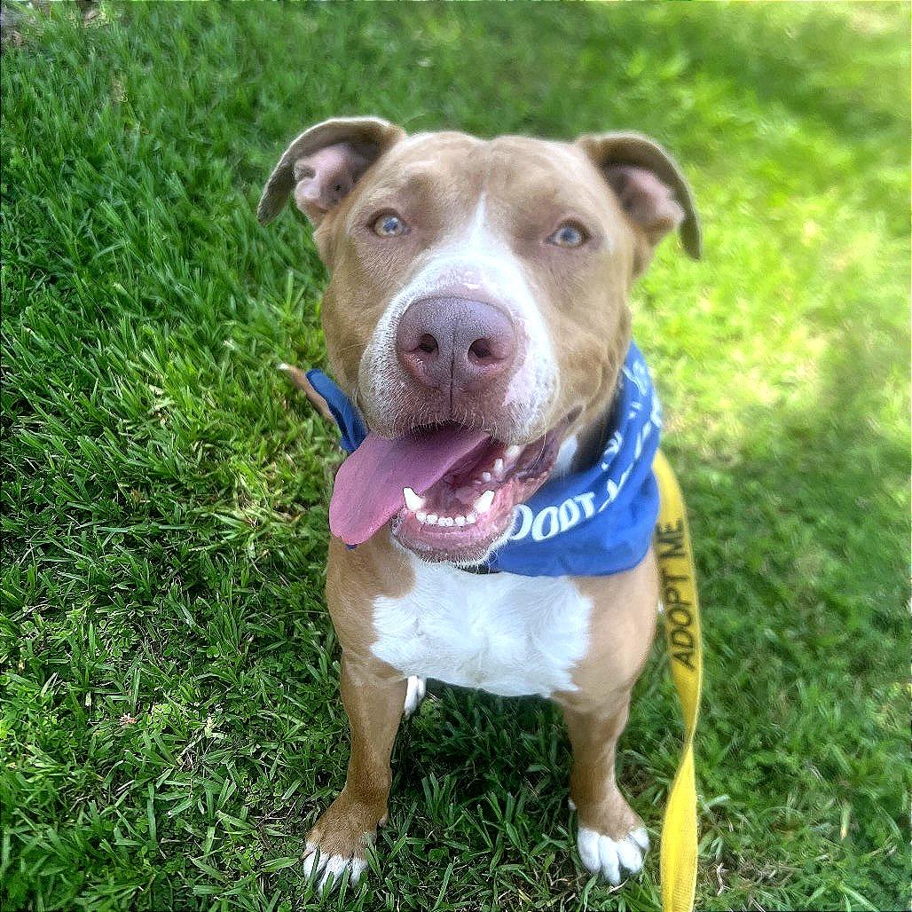 Enlarge Wiggles, a Adoptable Mixed Breed in Gainesville, FL image 3/6