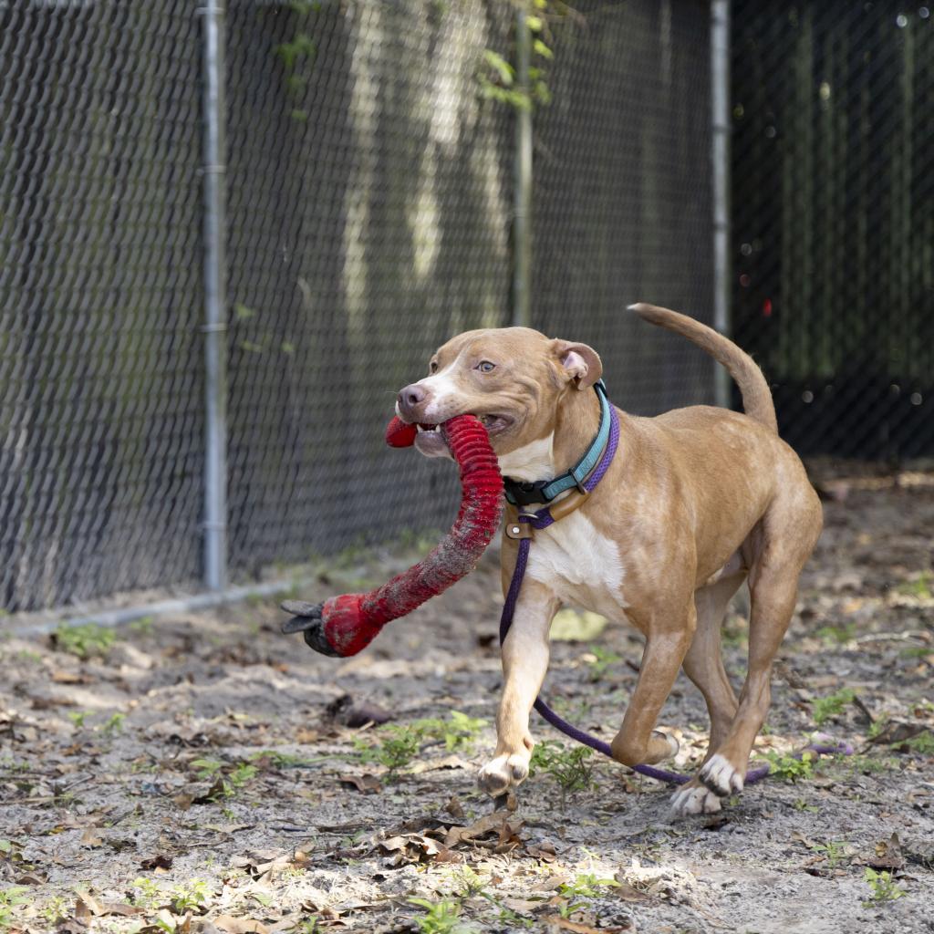 Enlarge Wiggles, a Adoptable Mixed Breed in Gainesville, FL image 4/6