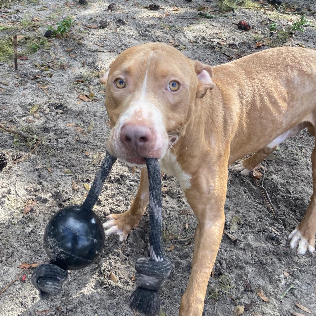 Enlarge Wiggles, a Adoptable Mixed Breed in Gainesville, FL image 4/6