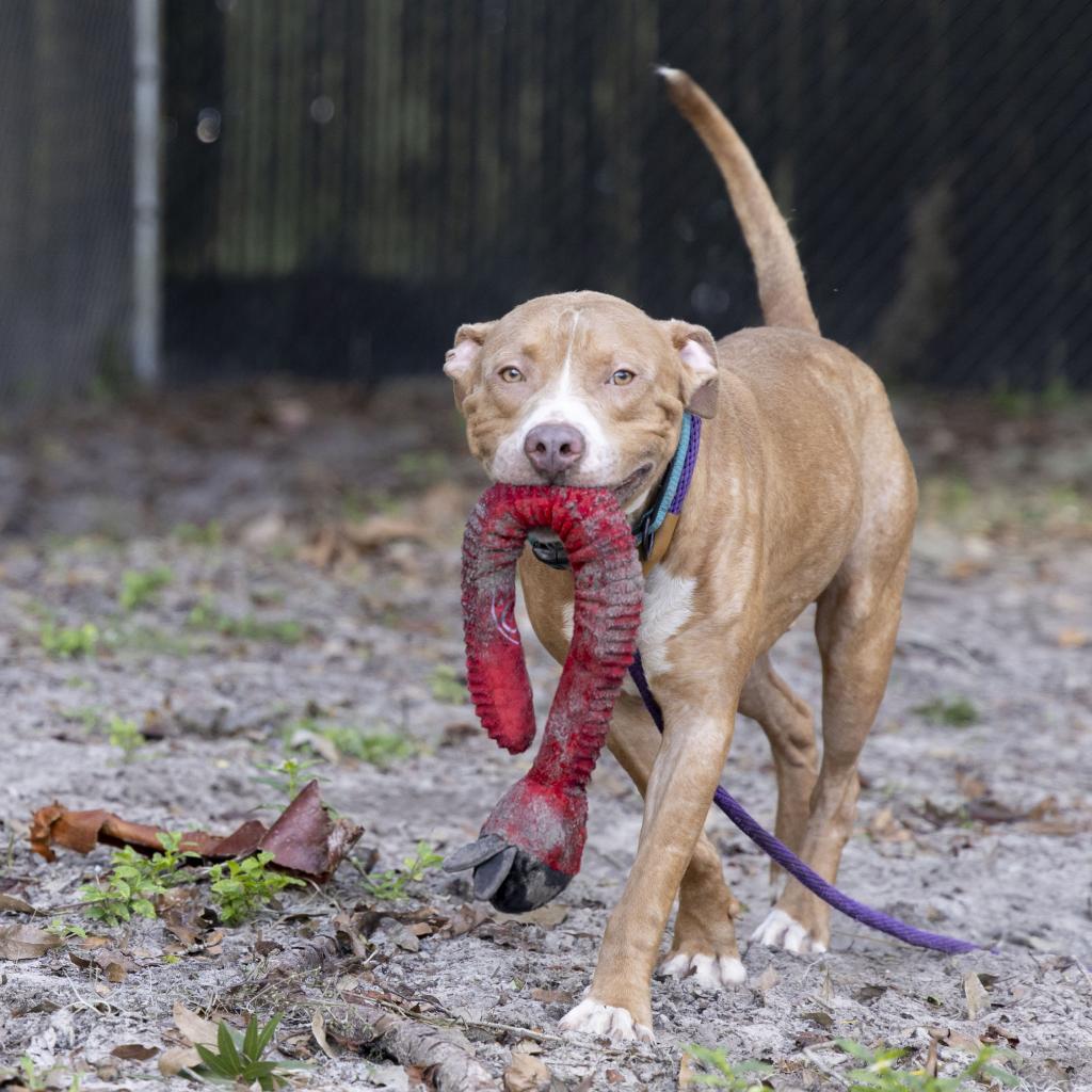 Enlarge Wiggles, a Adoptable Mixed Breed in Gainesville, FL image 5/6