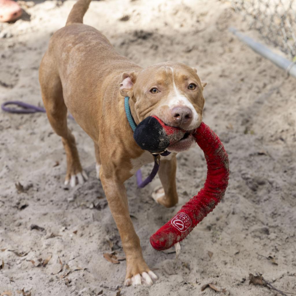 Enlarge Wiggles, a Adoptable Mixed Breed in Gainesville, FL image 6/6