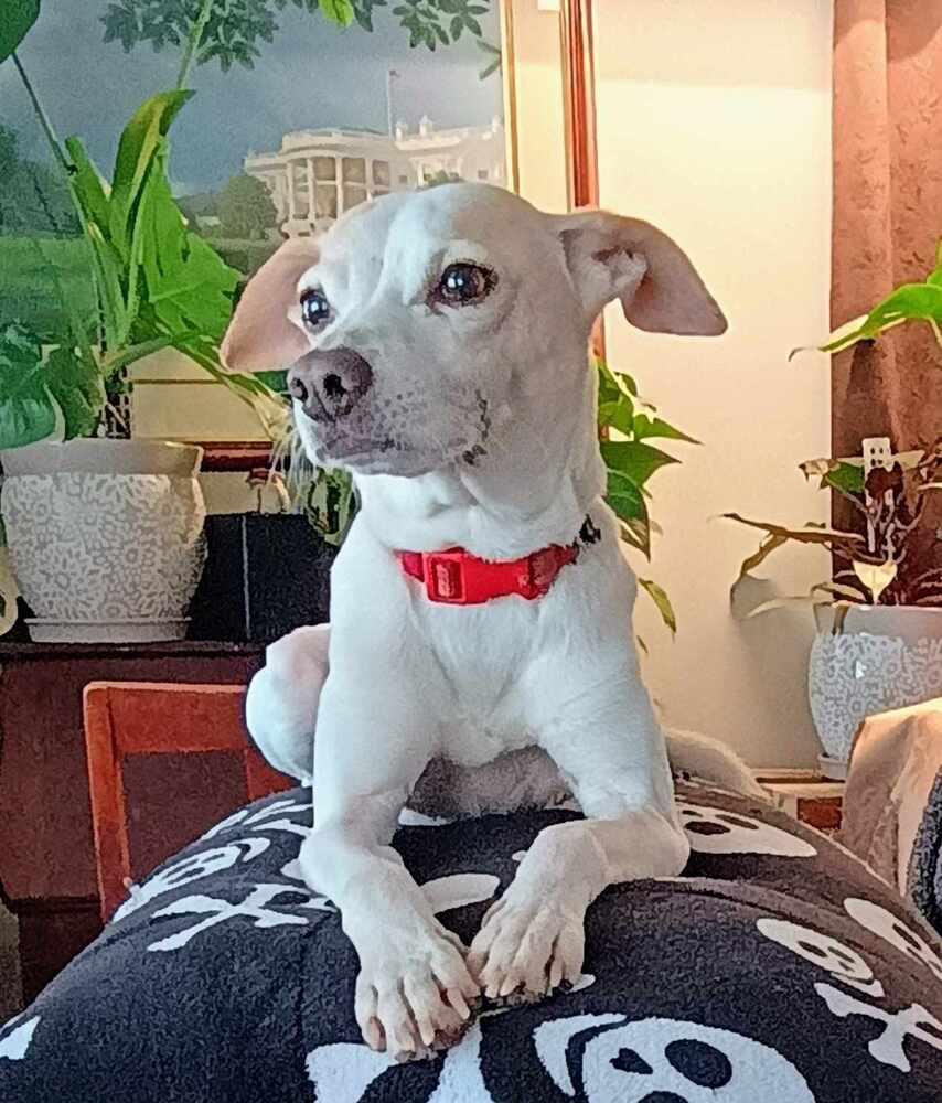 Skye, Adoptable, Adult Male Jack Russell Terrier & Italian Greyhound.