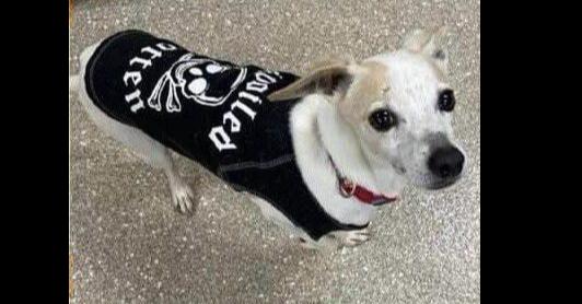 Skye, a Adoptable mixed breed in Denton, MD image 2/3