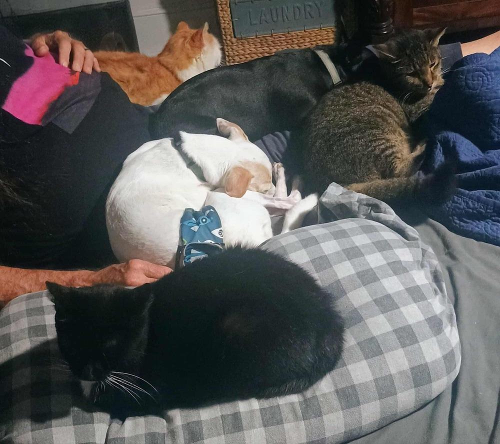 Skye, a Adoptable mixed breed in Denton, MD image 3/3