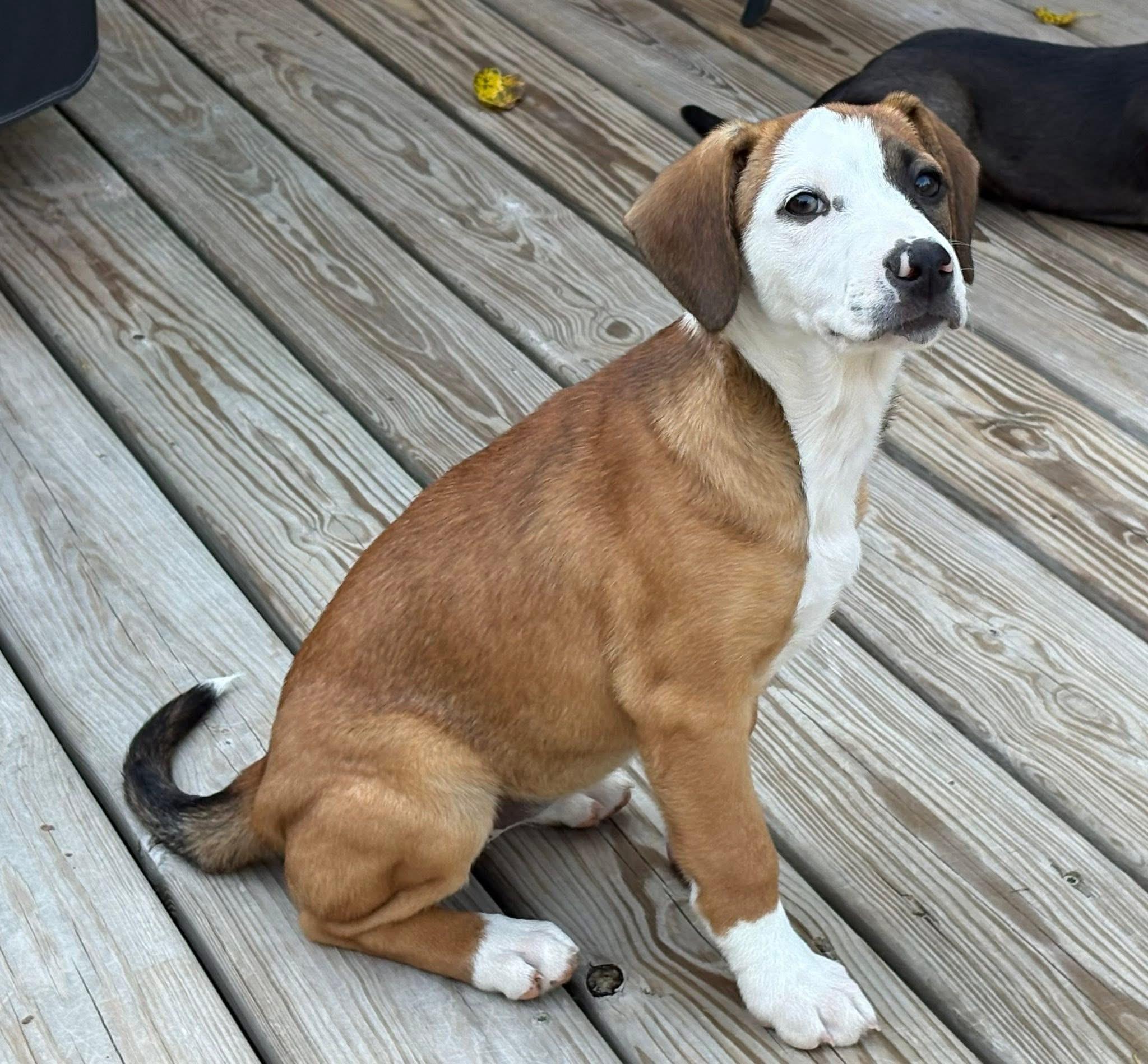 Bonnie