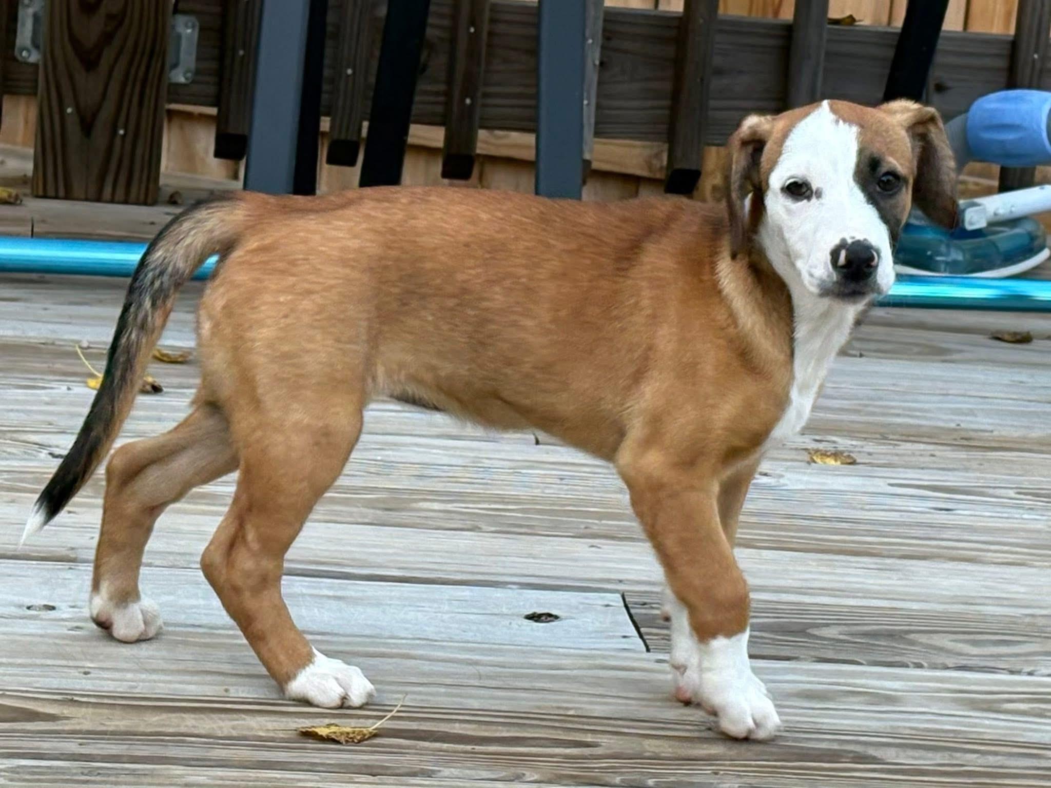 Bonnie