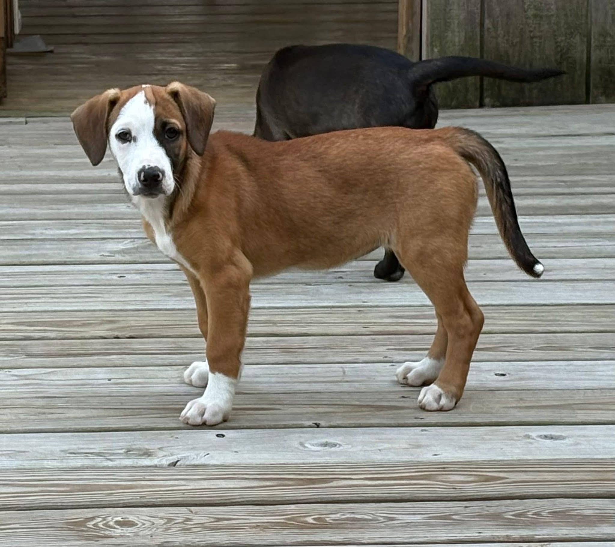 Bonnie