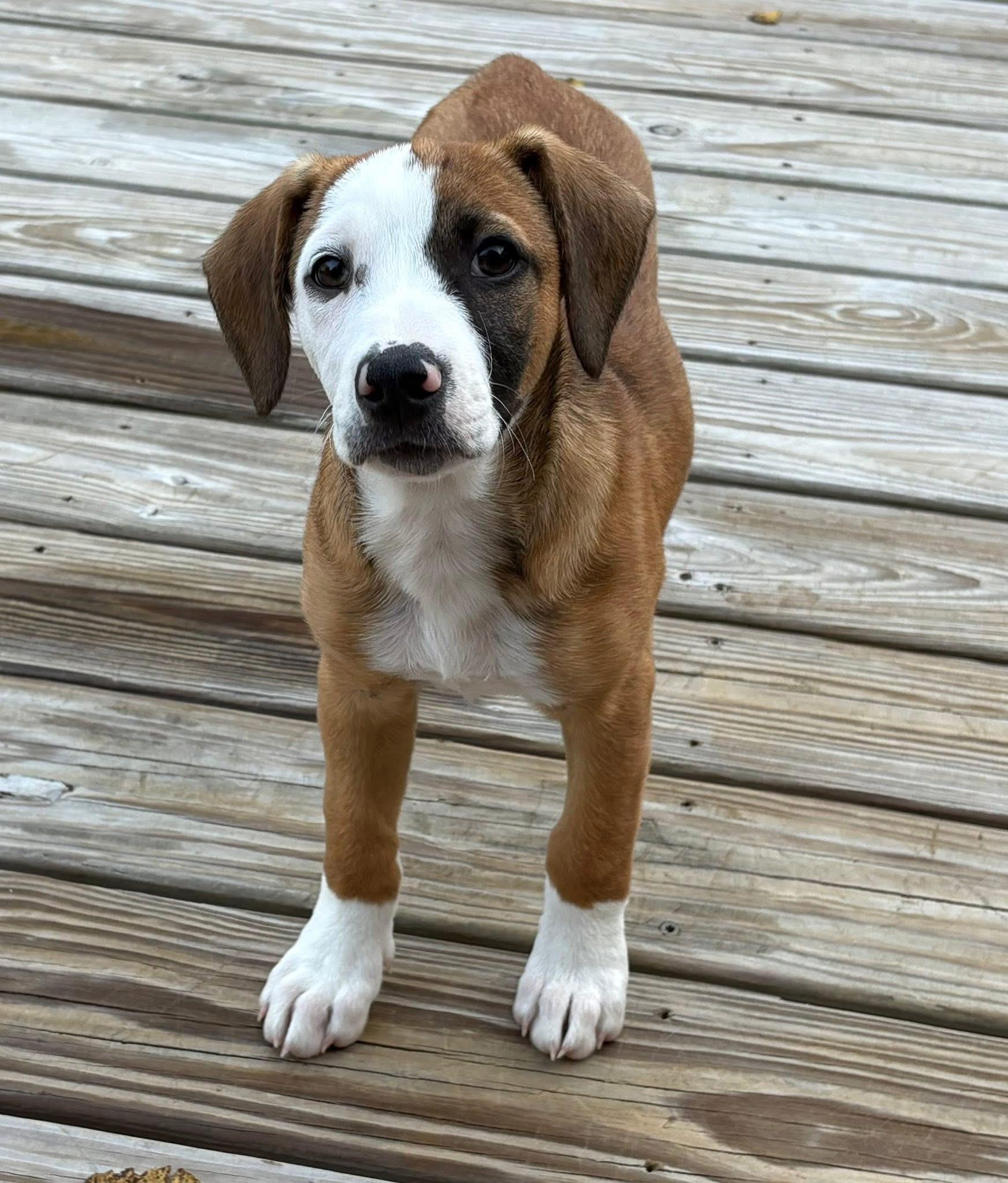 Bonnie