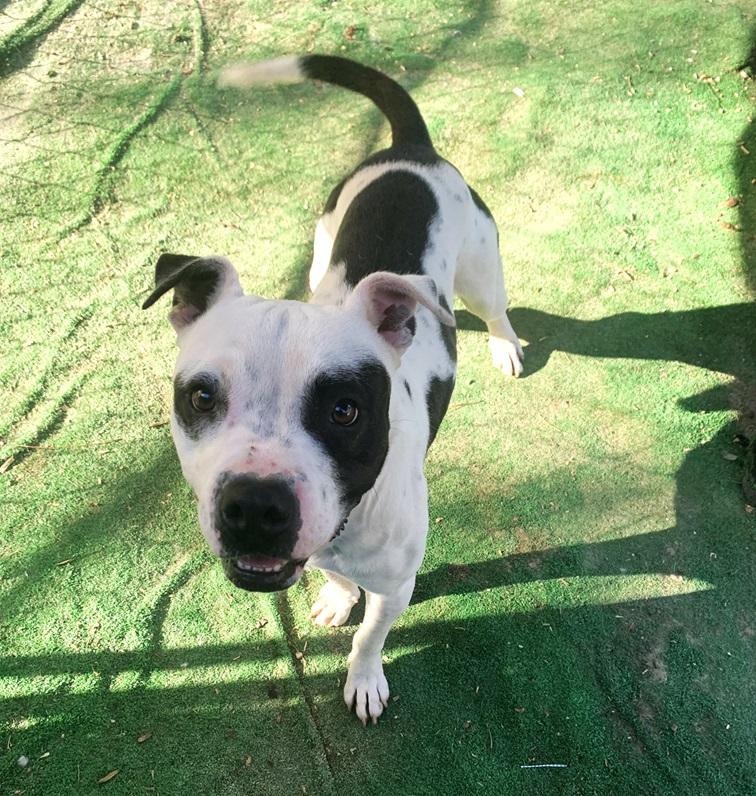 Enlarge Shrek, a Adoptable mixed breed in Manning, SC image 1/1