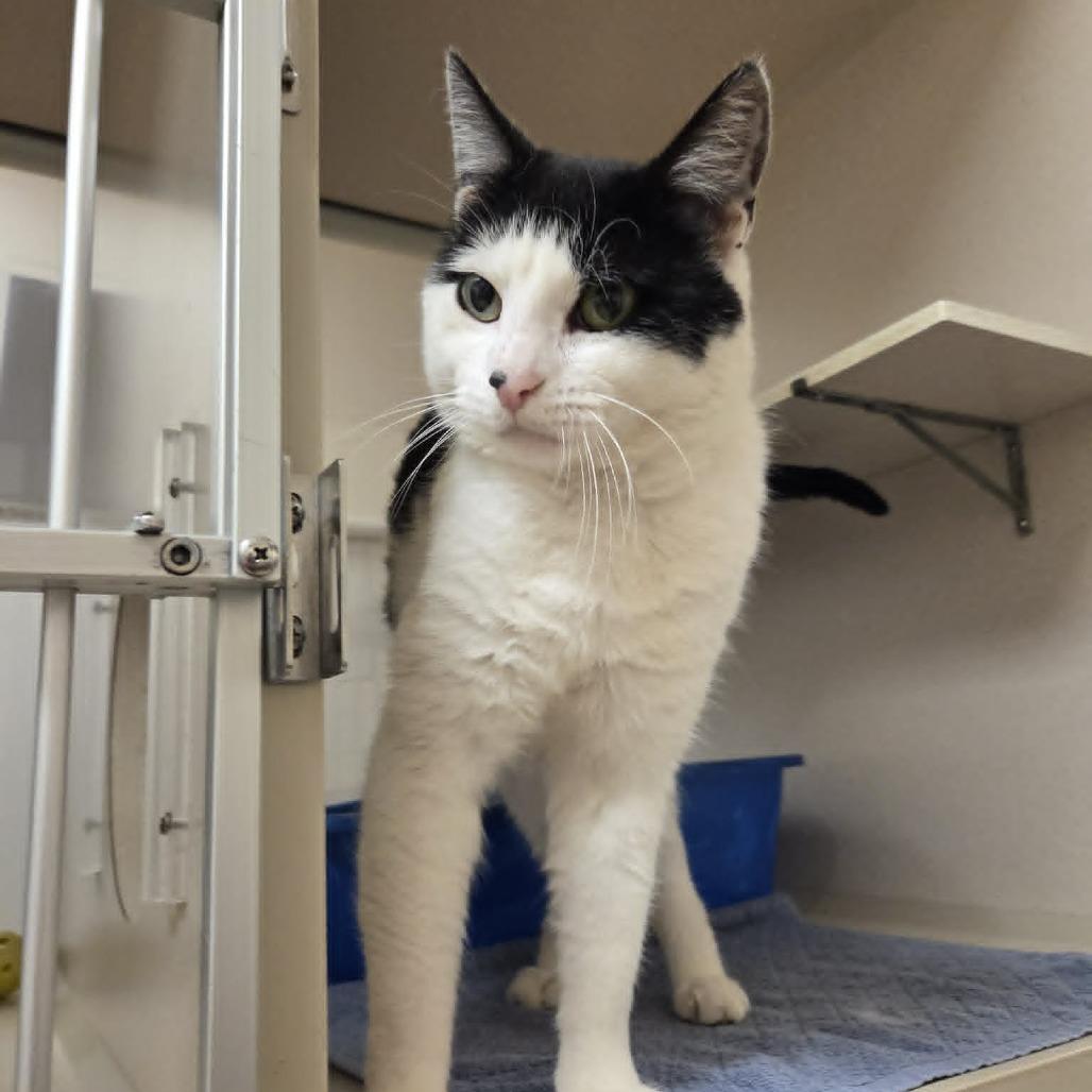 Oreo Cookie, Adoptable, Adult Male Domestic Short Hair.