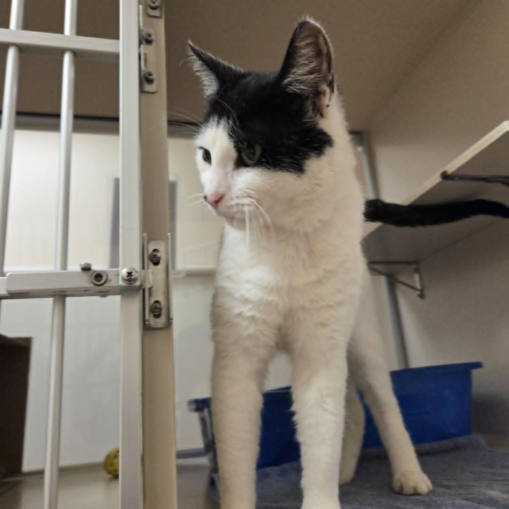 Oreo Cookie, a Adoptable Domestic Short Hair in Ballston Spa, NY image 2/4