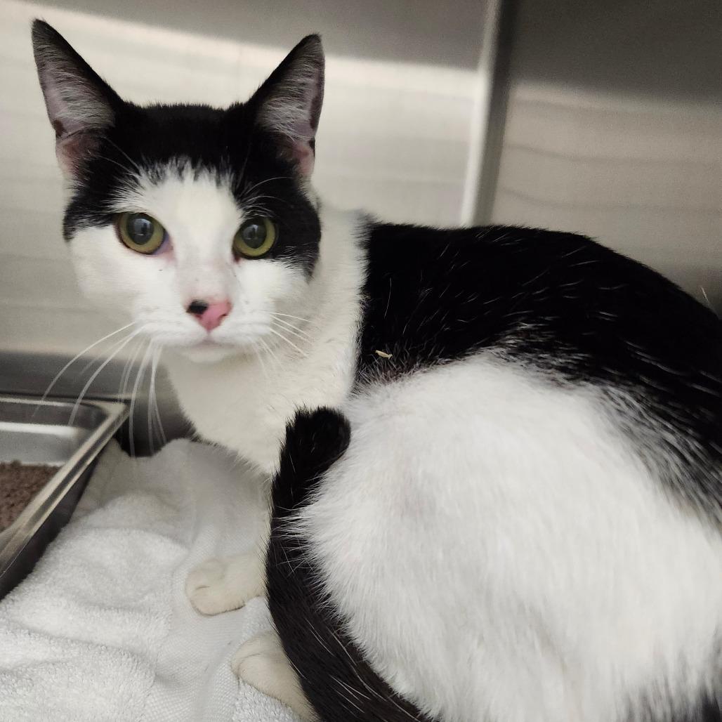 Oreo Cookie, a Adoptable Domestic Short Hair in Ballston Spa, NY image 3/4