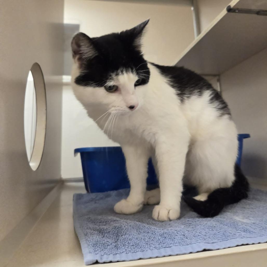 Oreo Cookie, a Adoptable Domestic Short Hair in Ballston Spa, NY image 4/4