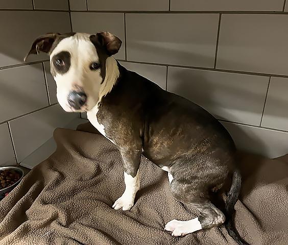 Enlarge Mavis, a Adopted Mixed Breed in Nashville, TN image 1/1