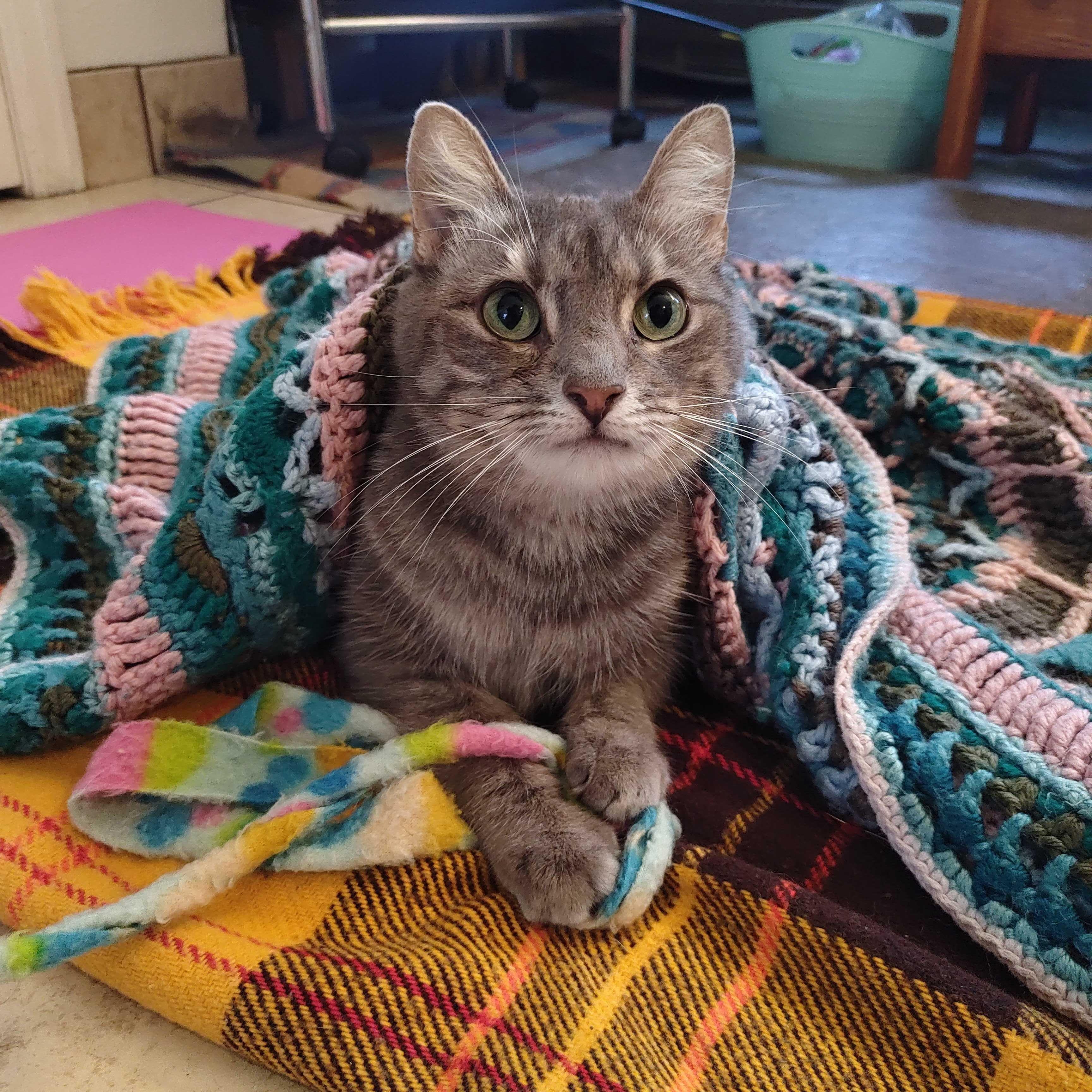 Rigby, Adoptable, Adult Female Domestic Short Hair.