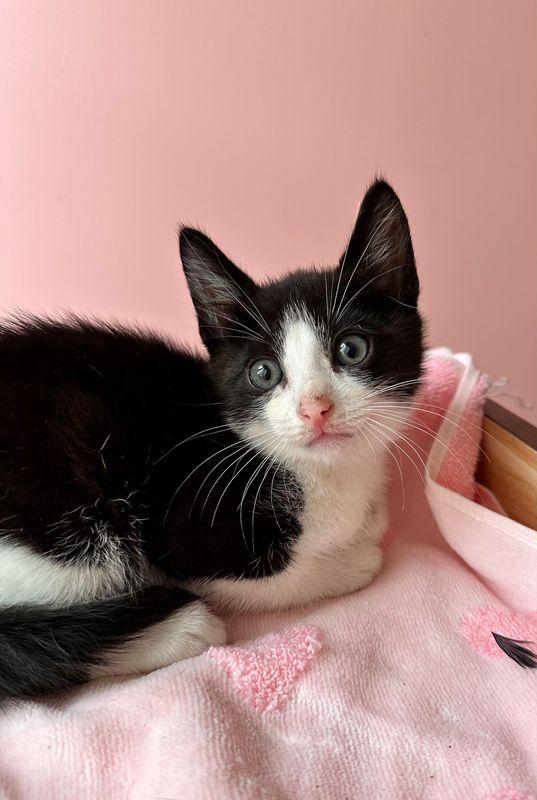 Meet ASTRO Estimated DOB April 2025 Weighs 35 lbs Adoption Fee 150 Meet Astro our playful and