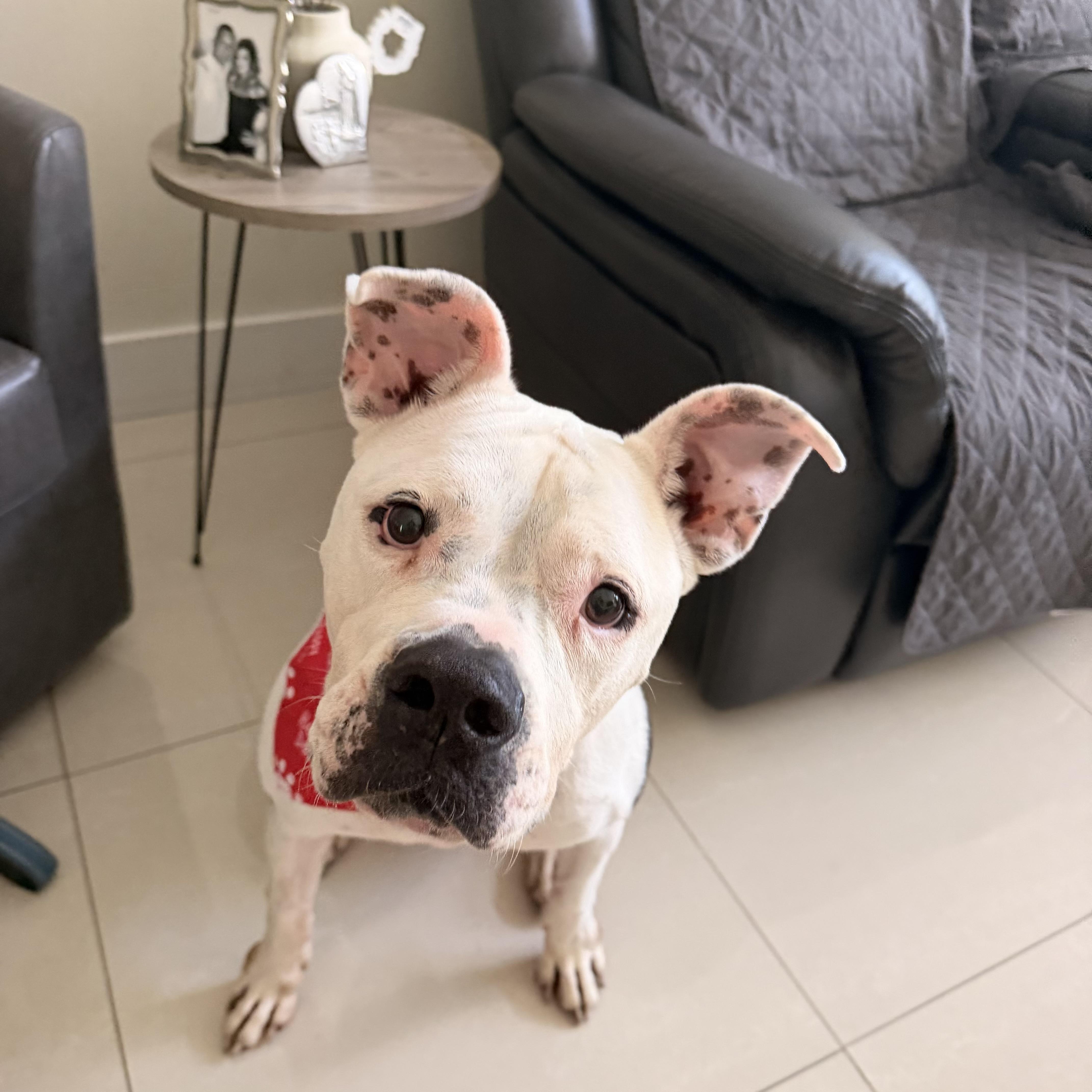Enlarge Tinka, a Adoptable mixed breed in vero beach, FL image 2/6